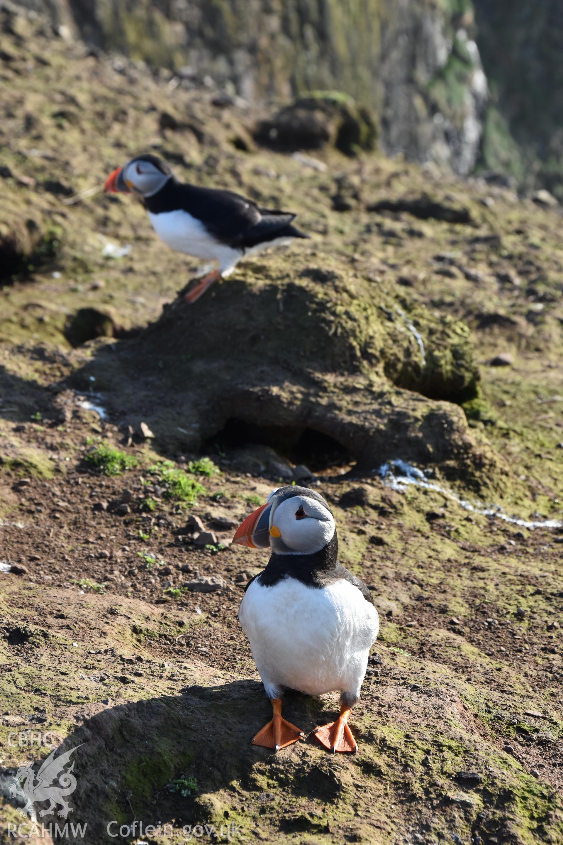 Investigator's photography of nesting Puffins at The Wick, Skomer Island, taken in April 2018.