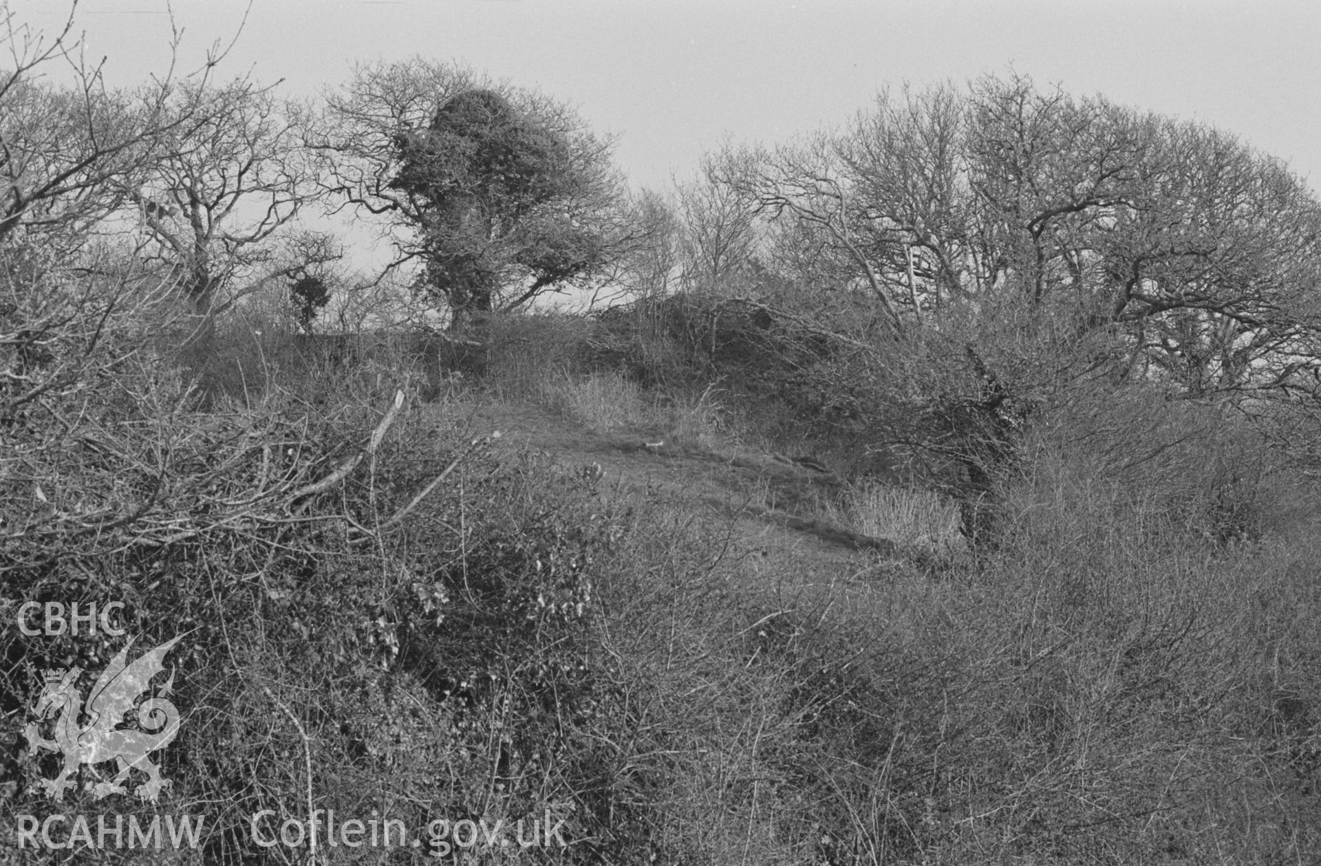 Digital copy of a black and white negative showing possible medieval castle site, showing earthworks under trees, above Nantperchellan Farm. Photographed by Arthur O. Chater on 9th April 1968, looking south east from Grid Reference SN 173 434.