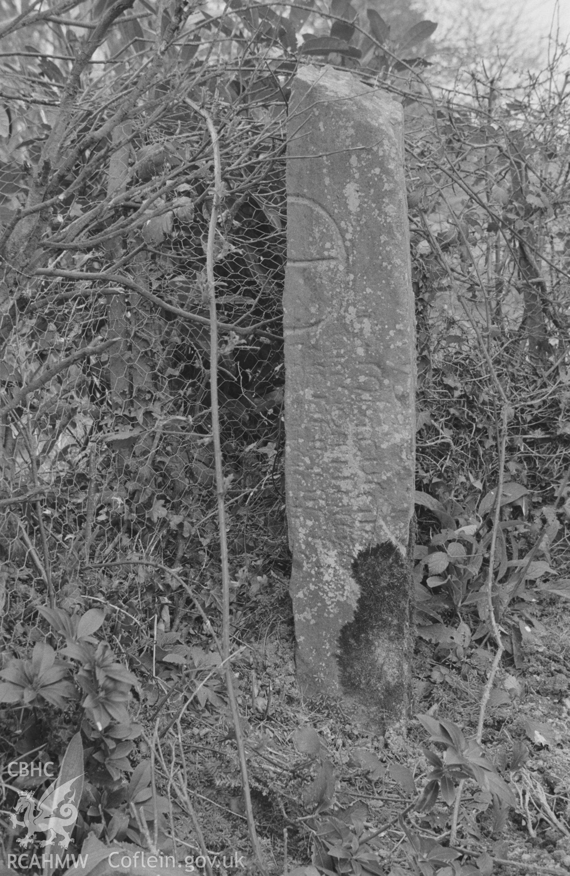 Digital copy of a black and white negative showing inscribed Tesquitus pillar stone in corner of hidden garden at Llanllyr, Talsarn. Photographed by Arthur O. Chater in April 1967 from Grid Reference SN 543 559.