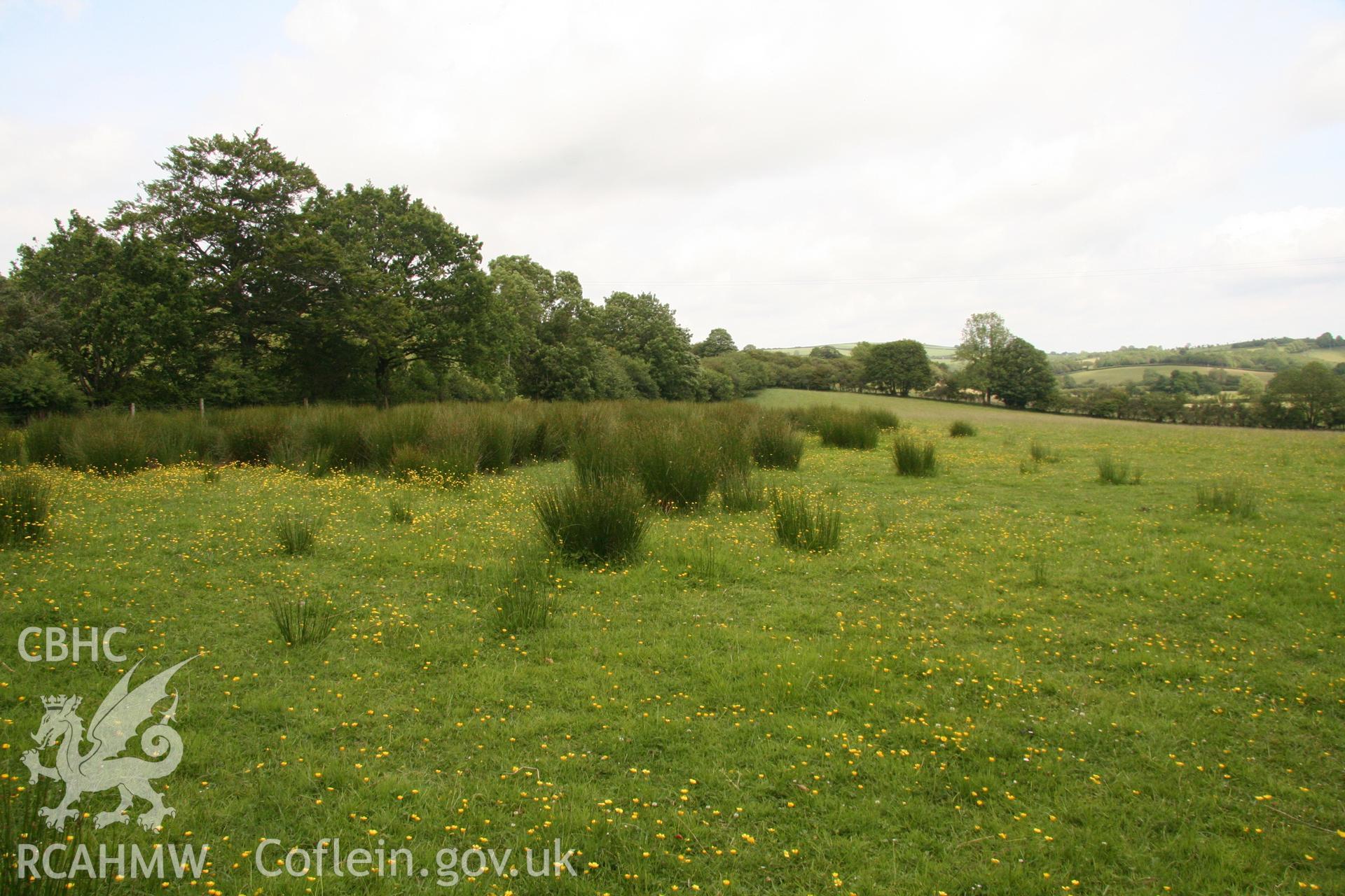 View of reed growth and damp ground near north-western field corner (looking east). Photographed as part of Archaeological Appraisal of Land at Llethrach Newydd, Llysonnen Road, Bancyfelin, Carmarthenshire, carried out by Archaeology Wales, 2015.