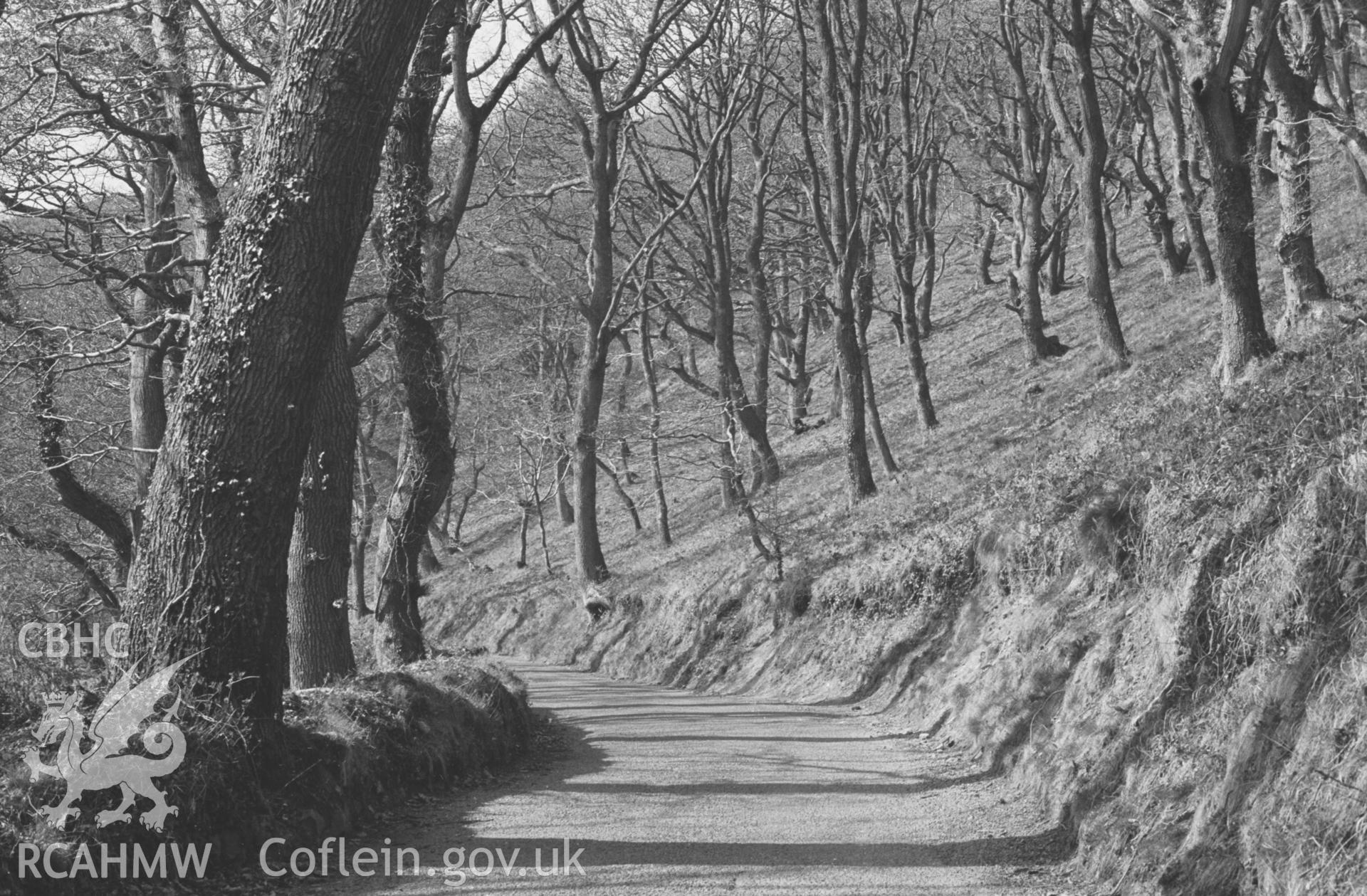 Digital copy of a black and white negative showing view looking down the Llwyndafydd - Cwm Tydi road through the oak wood 400m above Felin Cwm-Tydi. Photographed by Arthur O. Chater in April 1968. (Looking north west from Grid Reference SN 361 565)