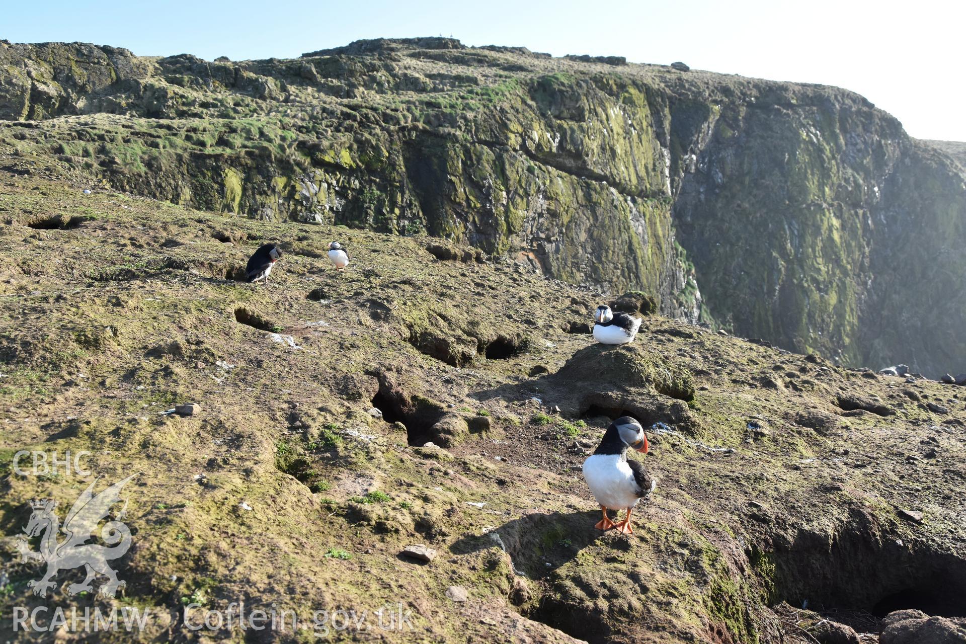 Investigator's photography of nesting Puffins at The Wick, Skomer Island, taken in April 2018.