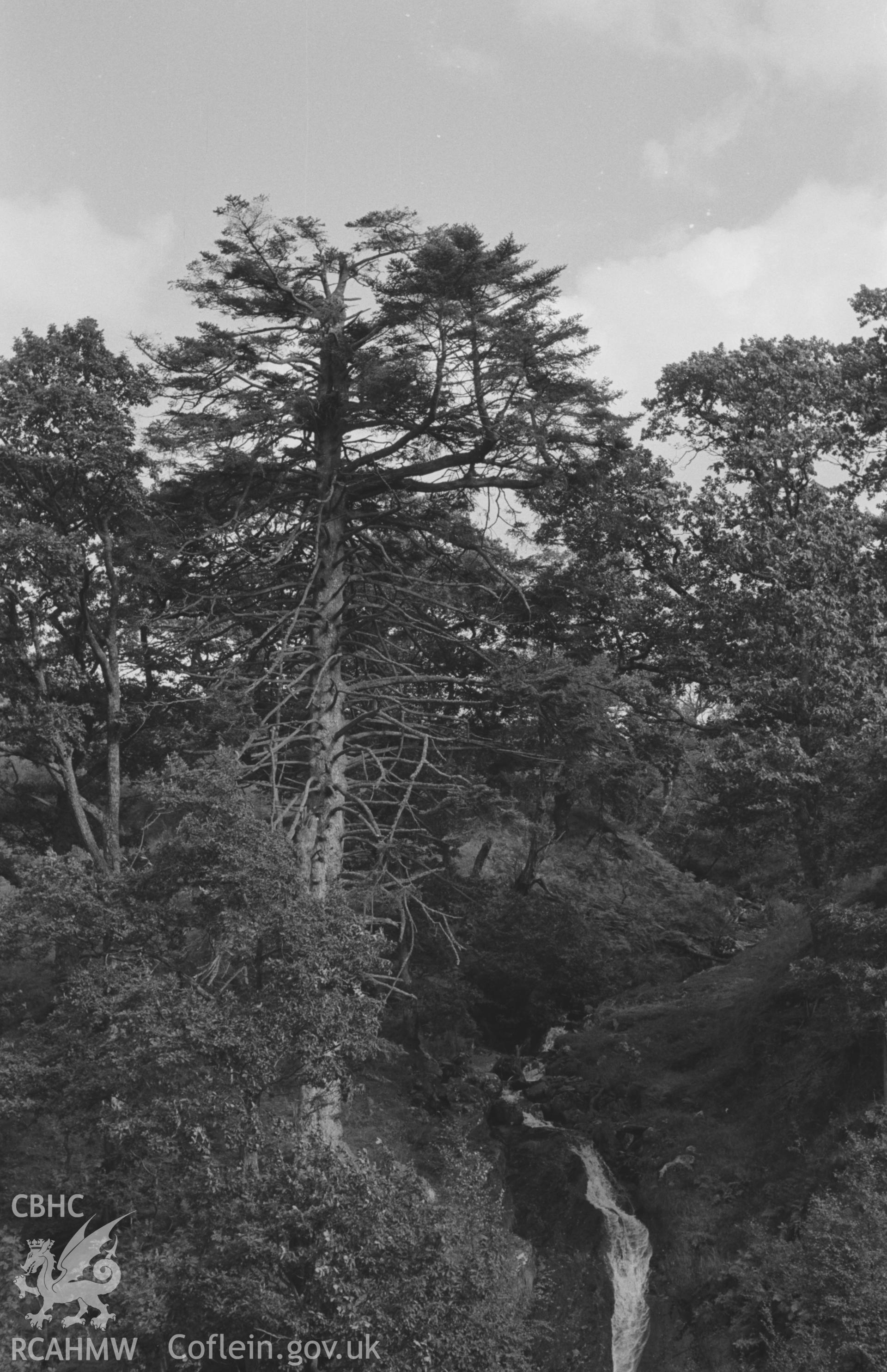 Digital copy of a black and white negative showing waterfall on tributary stream flowing into Nant Gau 600m south east of Dolgau. Photographed by Arthur O. Chater in September 1964 from Grid Reference SN 7751 7278, looking east.