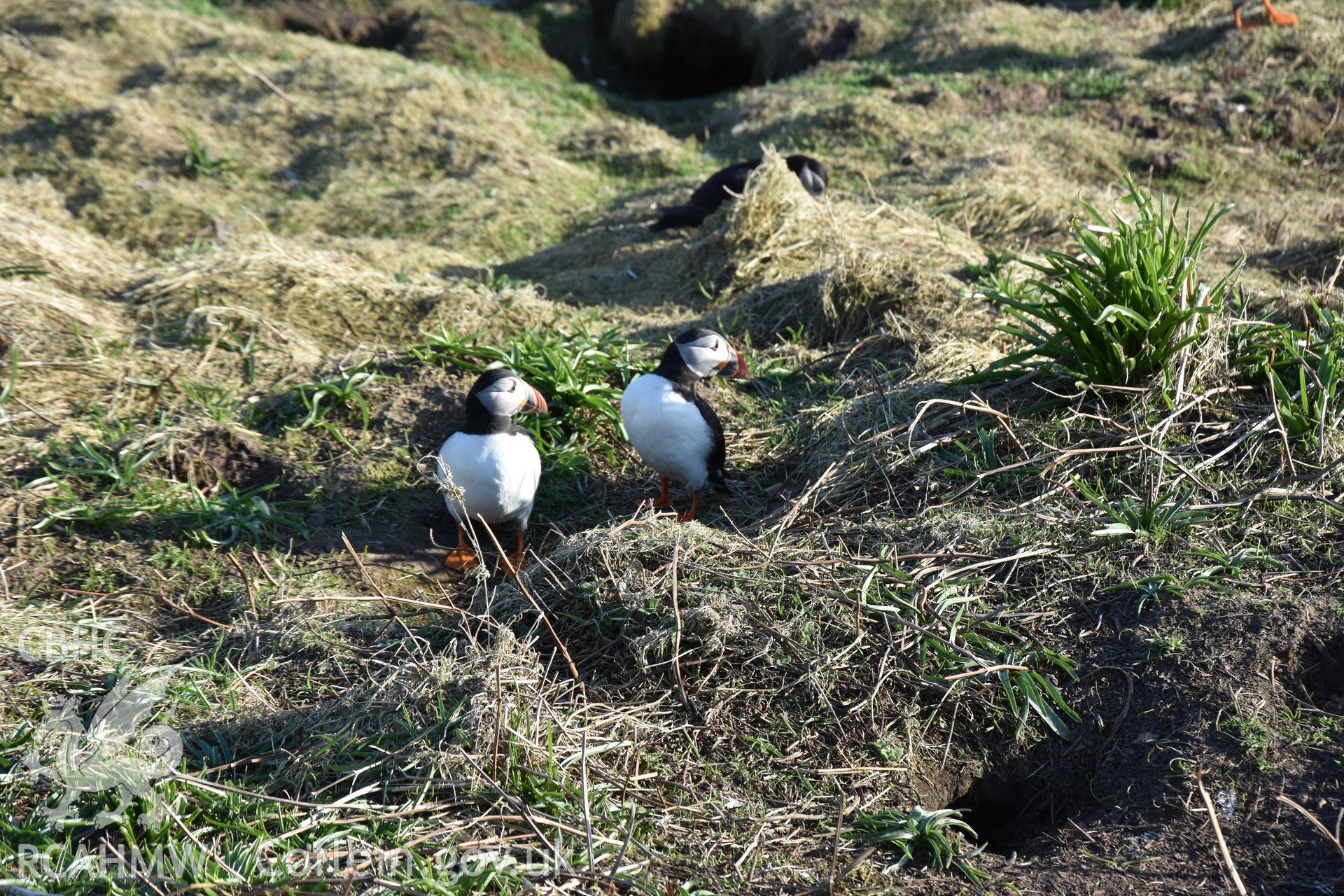 Investigator's photography of nesting Puffins at The Wick, Skomer Island, taken in April 2018.