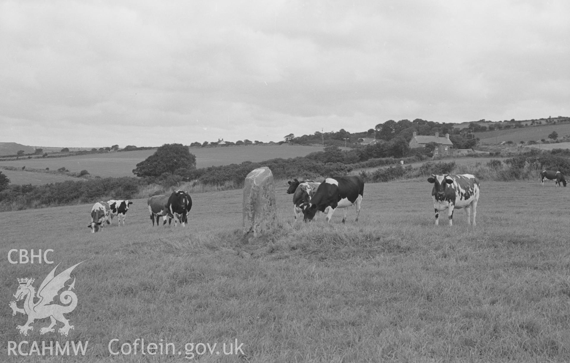 Digital copy of a black and white negative showing the Corbalengi stone with cows, and Pant-y-Genau farm on the left. Photographed in August 1963 by Arthur O. Chater.