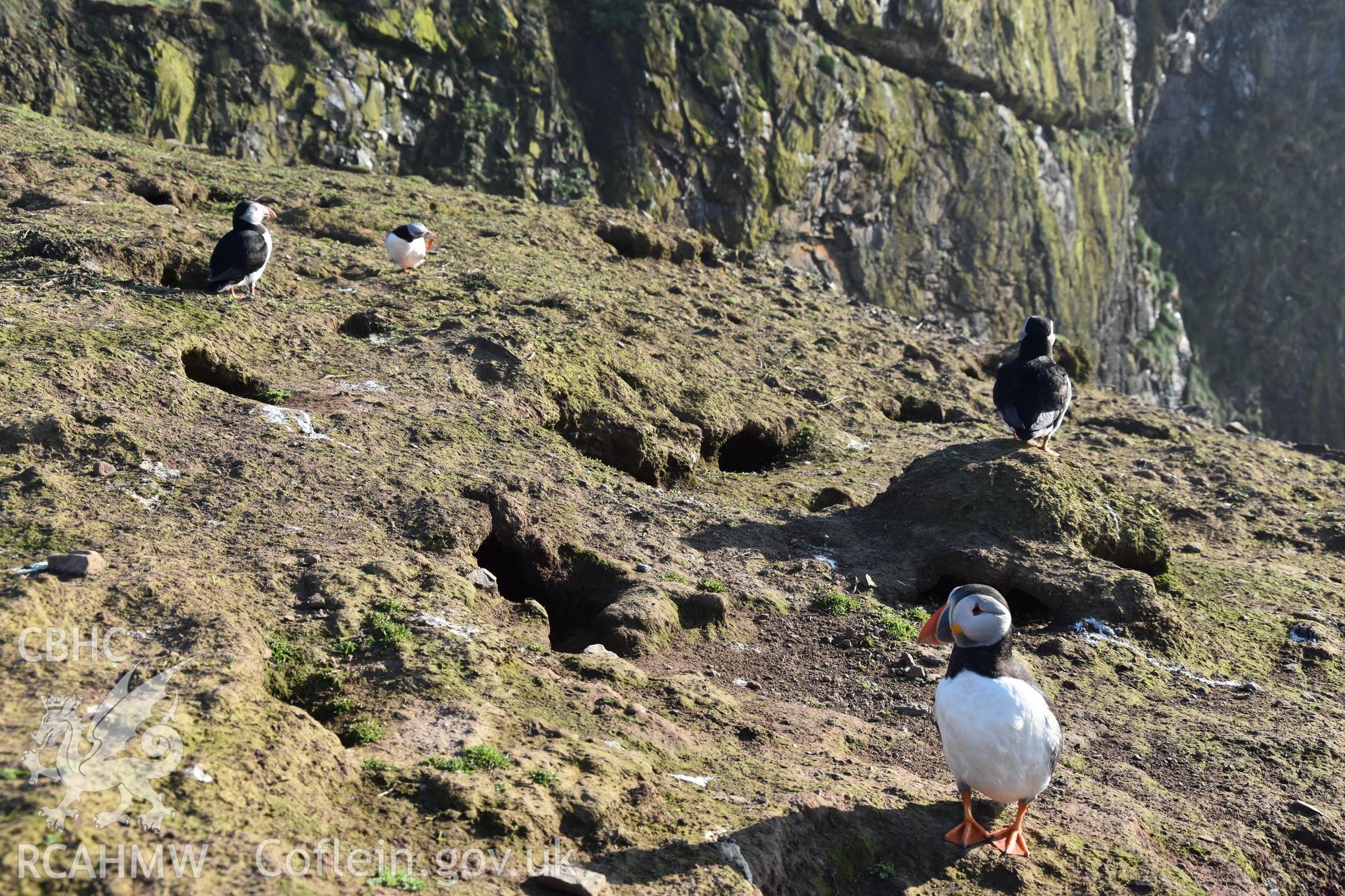 Investigator's photography of nesting Puffins at The Wick, Skomer Island, taken in April 2018.