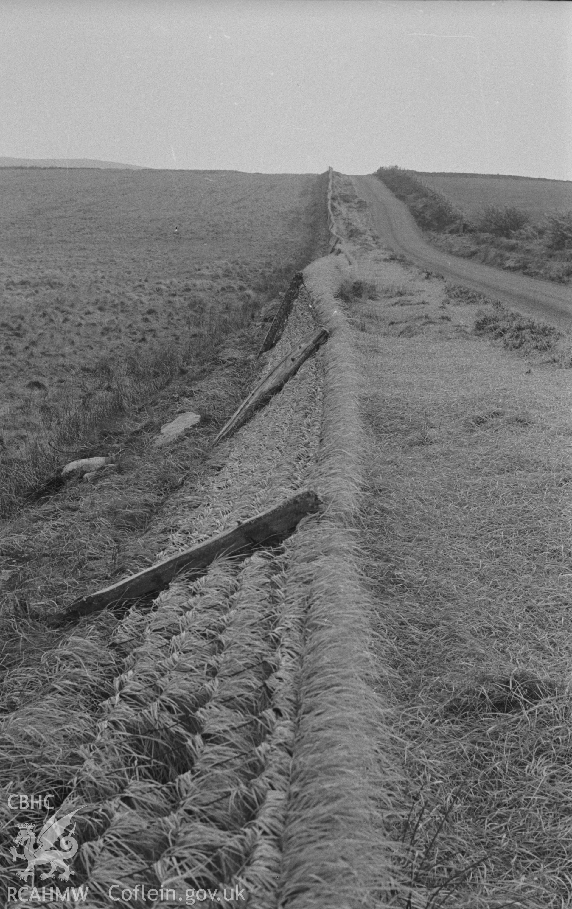 Digital copy of a black and white negative showing molina (moor grass) along Sarn Helen. Photographed in April 1963 by Arthur O. Chater.