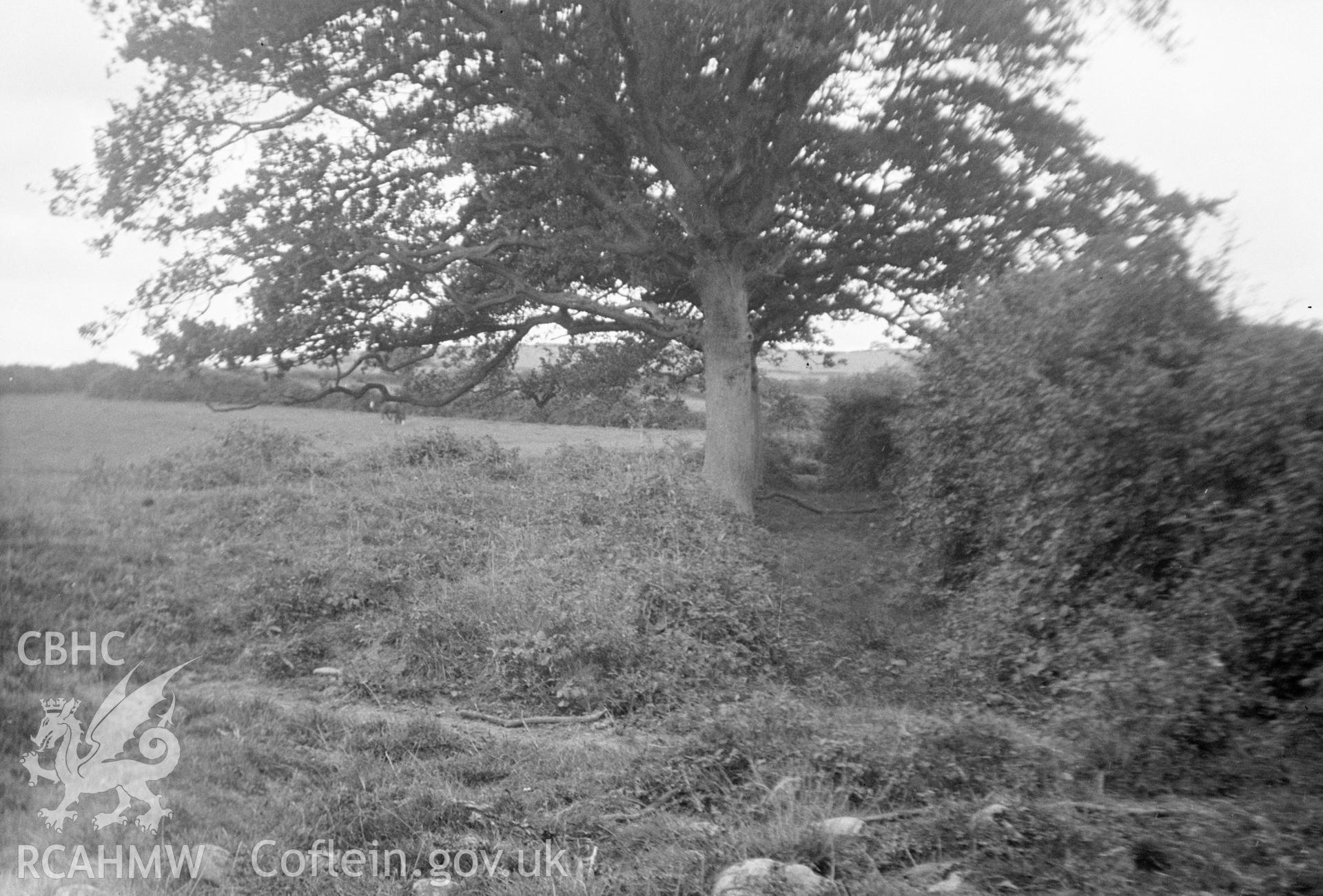 Digital copy of a nitrate negative showing Doghill Homestead Moat.