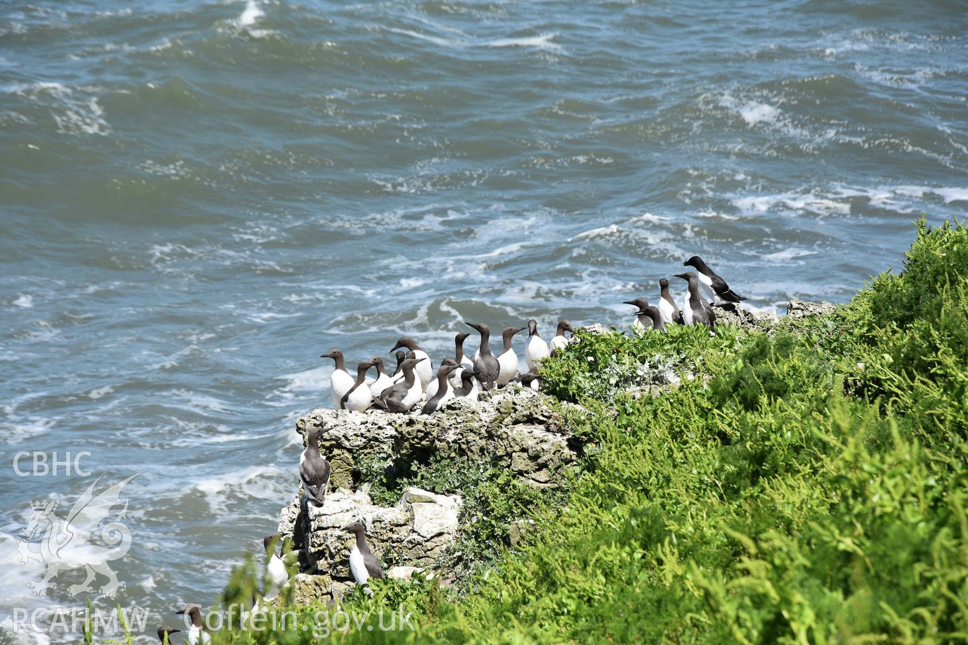 Investigator's photographic survey of Puffin Island or Ynys Seiriol for the CHERISH Project. ? Crown: CHERISH PROJECT 2018. Produced with EU funds through the Ireland Wales Co-operation Programme 2014-2020. All material made freely available through the Open Government Licence.