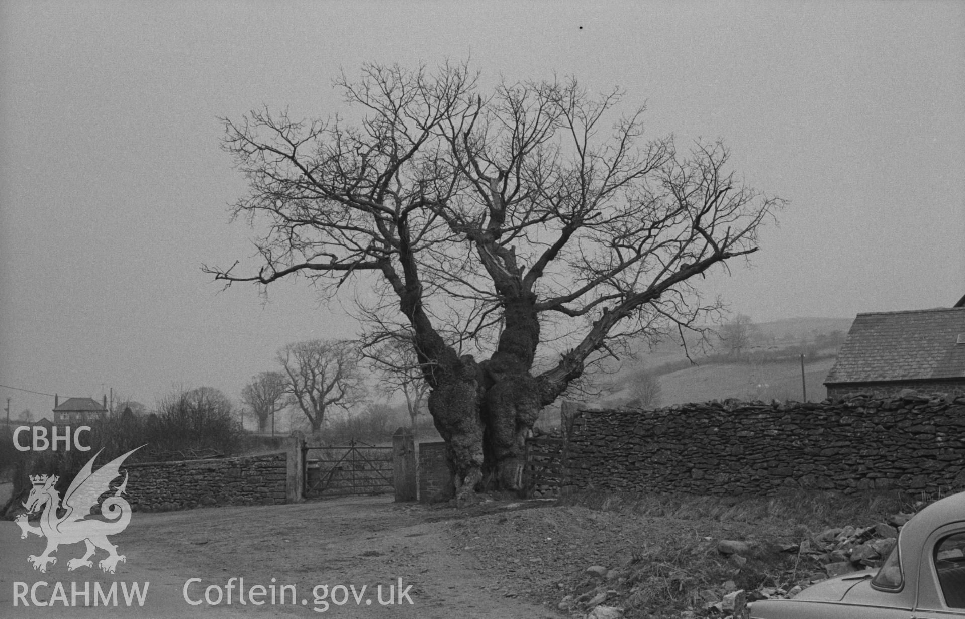 Digital copy of a black and white negative showing old oak tree at entrance to Llanfair-Fawr, opposite the church at Llanfair Clydogau. Photographed in April 1963 by Arthur O. Chater from Grid Reference SN 6248 5122, looking north east.