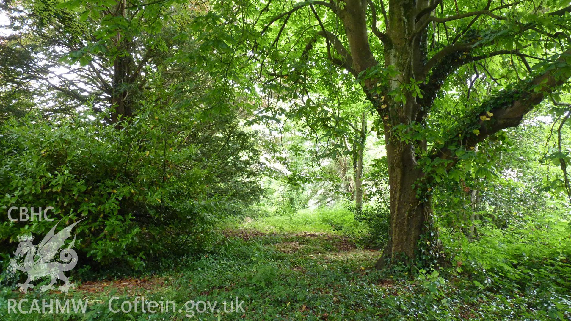 'General view south within the former plantation area in the northwest corner of the site.' Photographed as part of archaeological work at Coed Parc, Newcastle, Bridgend, carried out by Archaeology Wales, 2016. Project no. P2432.