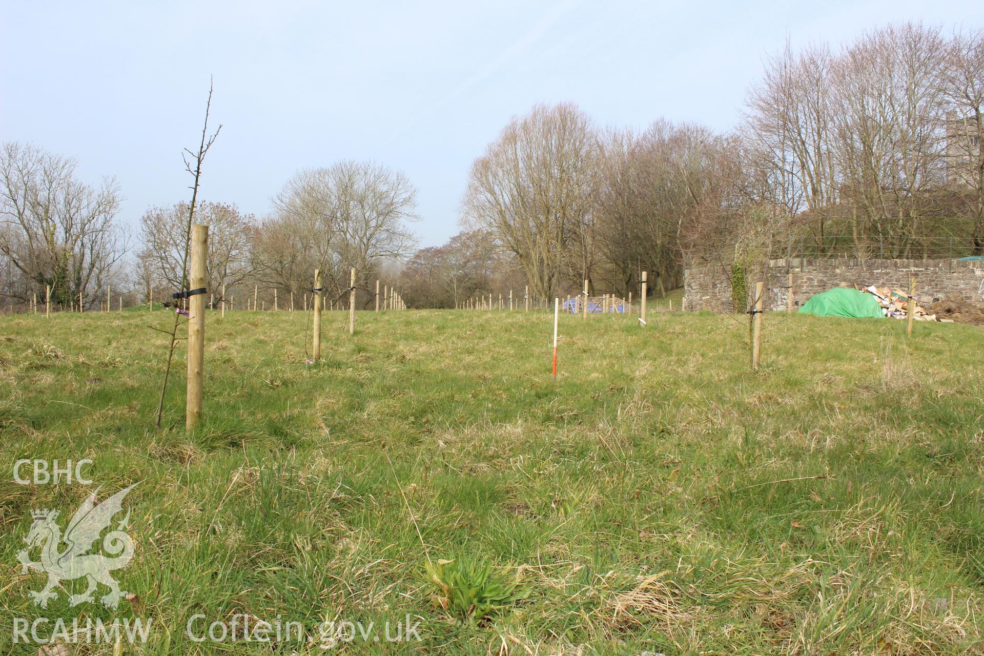 Young trees growing near proposed 2016 Eisteddfod site. Photographed on site visit as part of the archaeological desk based assessment of the proposed Eisteddfod Site at Castle Meadows and Llanfoist, Abergavenny, carried out by Archaeology Wales, 2014.