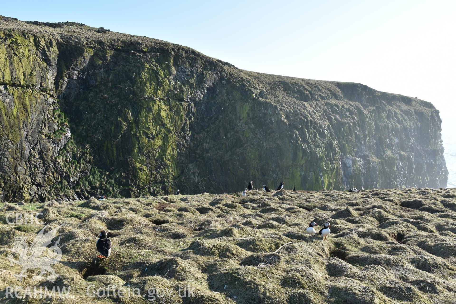 Investigator's photography of nesting Puffins at The Wick, Skomer Island, taken in April 2018.