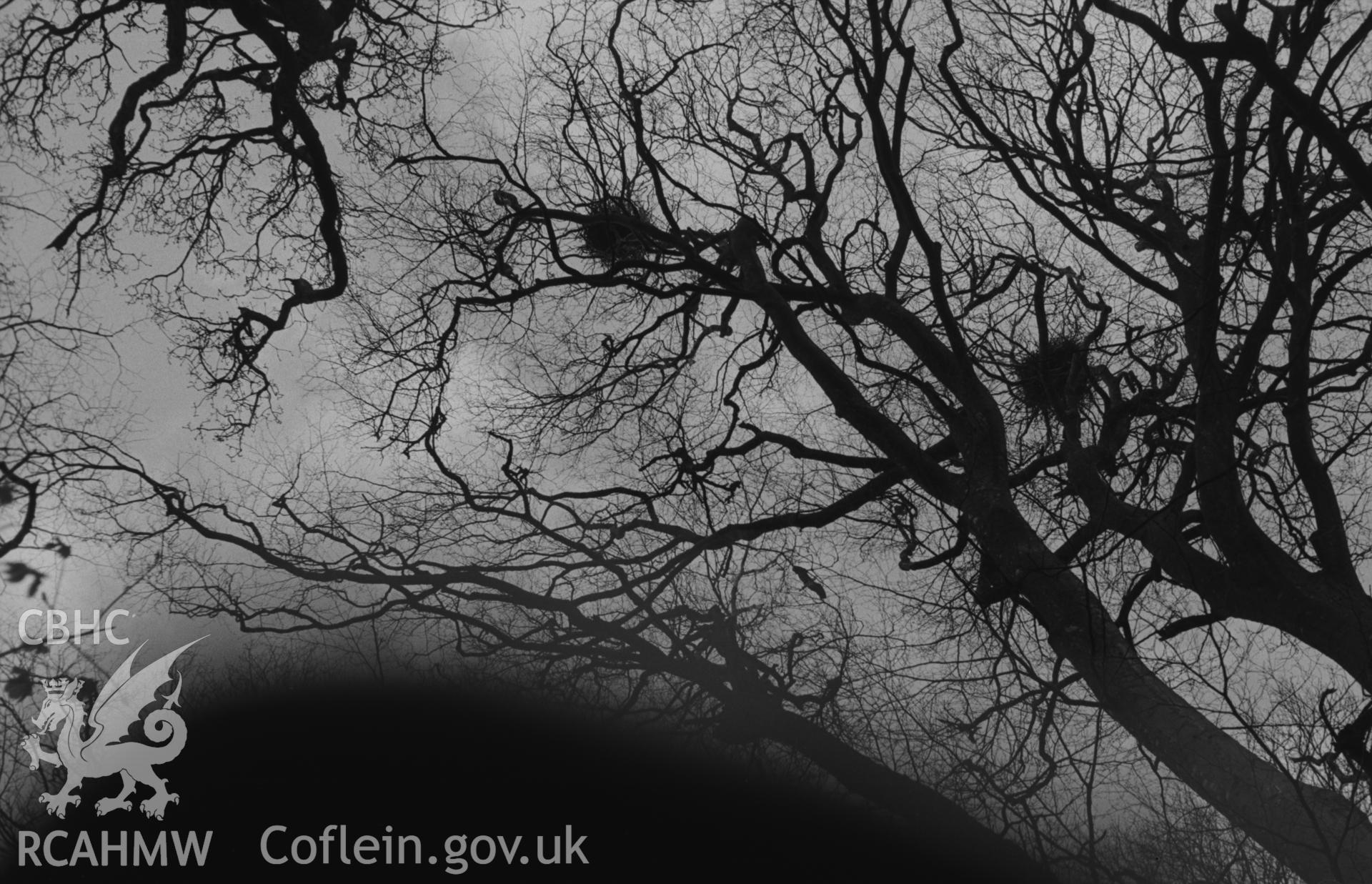 Digital copy of a black and white negative showing the heronry with nests at Llanllyr, Talsarn. Photographed by Arthur O. Chater in April 1967 at Grid Reference SN 542 560.
