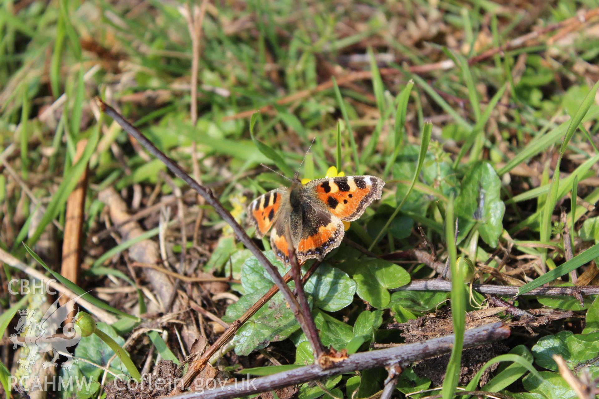 Painted Lady butterfly at the proposed 2016 Eisteddfod site.' Photographed on site visit for archaeological desk based assessment of the proposed Eisteddfod Site at Castle Meadows and Llanfoist, Abergavenny, carried out by Archaeology Wales, 2014.