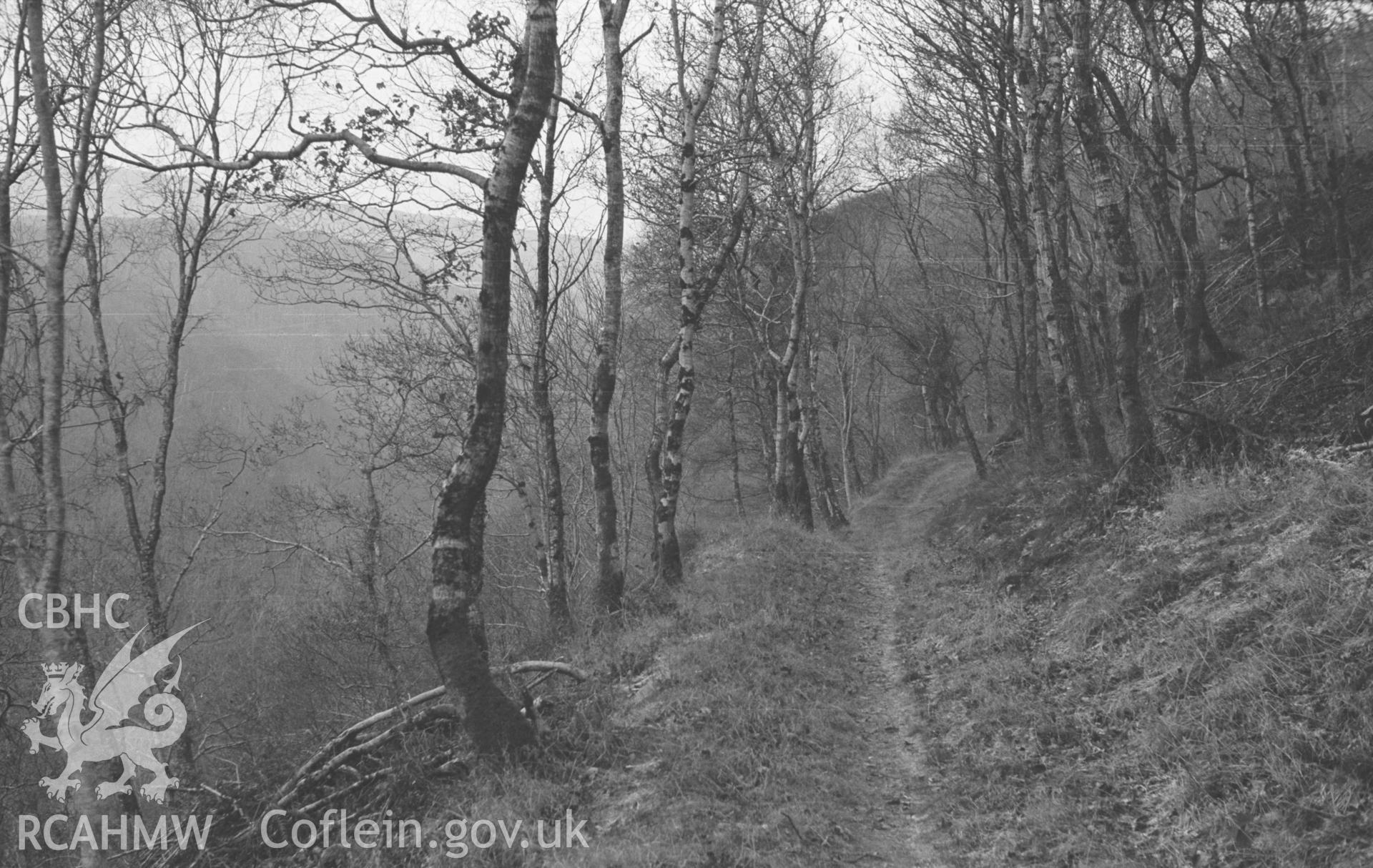 Digital copy of a black and white negative showing path through Coed Gwar-Cwm-Isaf on the south side of Cwm Clettwr, 600m east of Tre'r-Ddol. Photographed in December 1963 by Arthur O. Chater from Grid Reference SN 665 920, looking east.