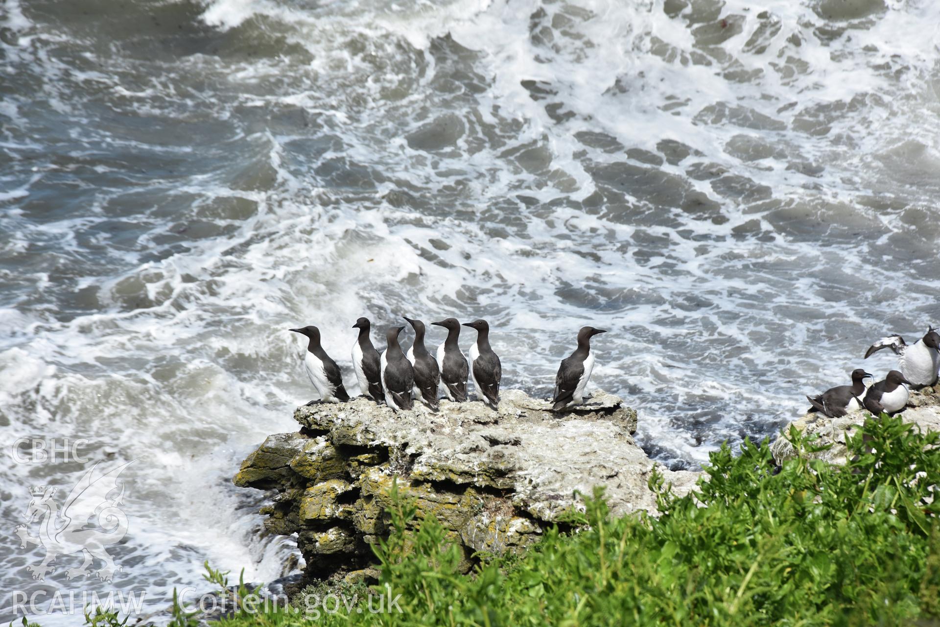 Investigator's photographic survey of Puffin Island or Ynys Seiriol for the CHERISH Project. ? Crown: CHERISH PROJECT 2018. Produced with EU funds through the Ireland Wales Co-operation Programme 2014-2020. All material made freely available through the Open Government Licence.