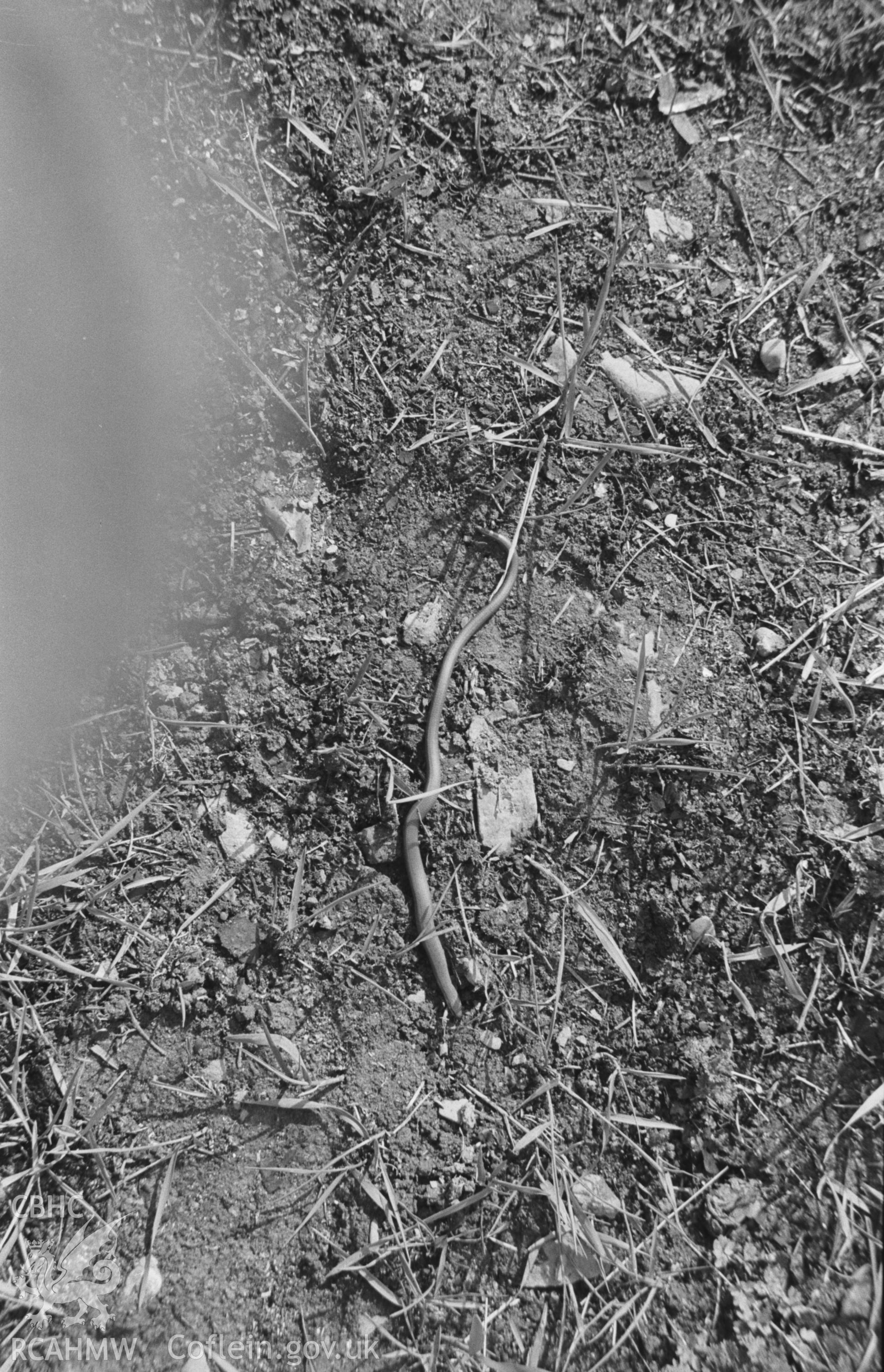 Black and White photograph showing slow worm at Llanrhystyd. Photographed by Arthur Chater in April 1963.