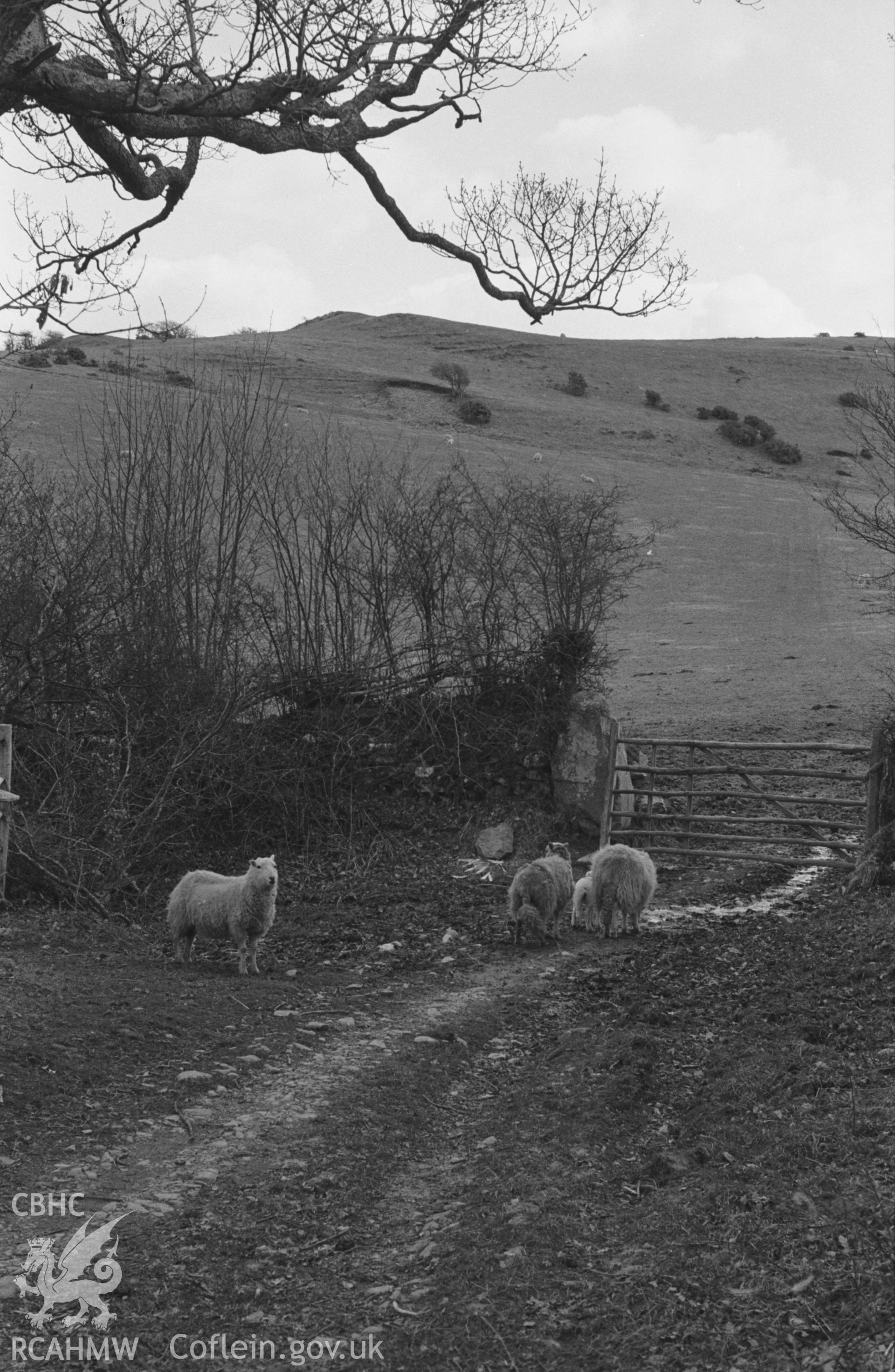 Black and White photograph showing ramparts at north corner of Caer Allt-Goch, from the end of the lane running south south-east from Allt-Goch farm. Photographed by Arthur Chater in April 1963, from Grid Reference SN 640 886, looking south south-east.