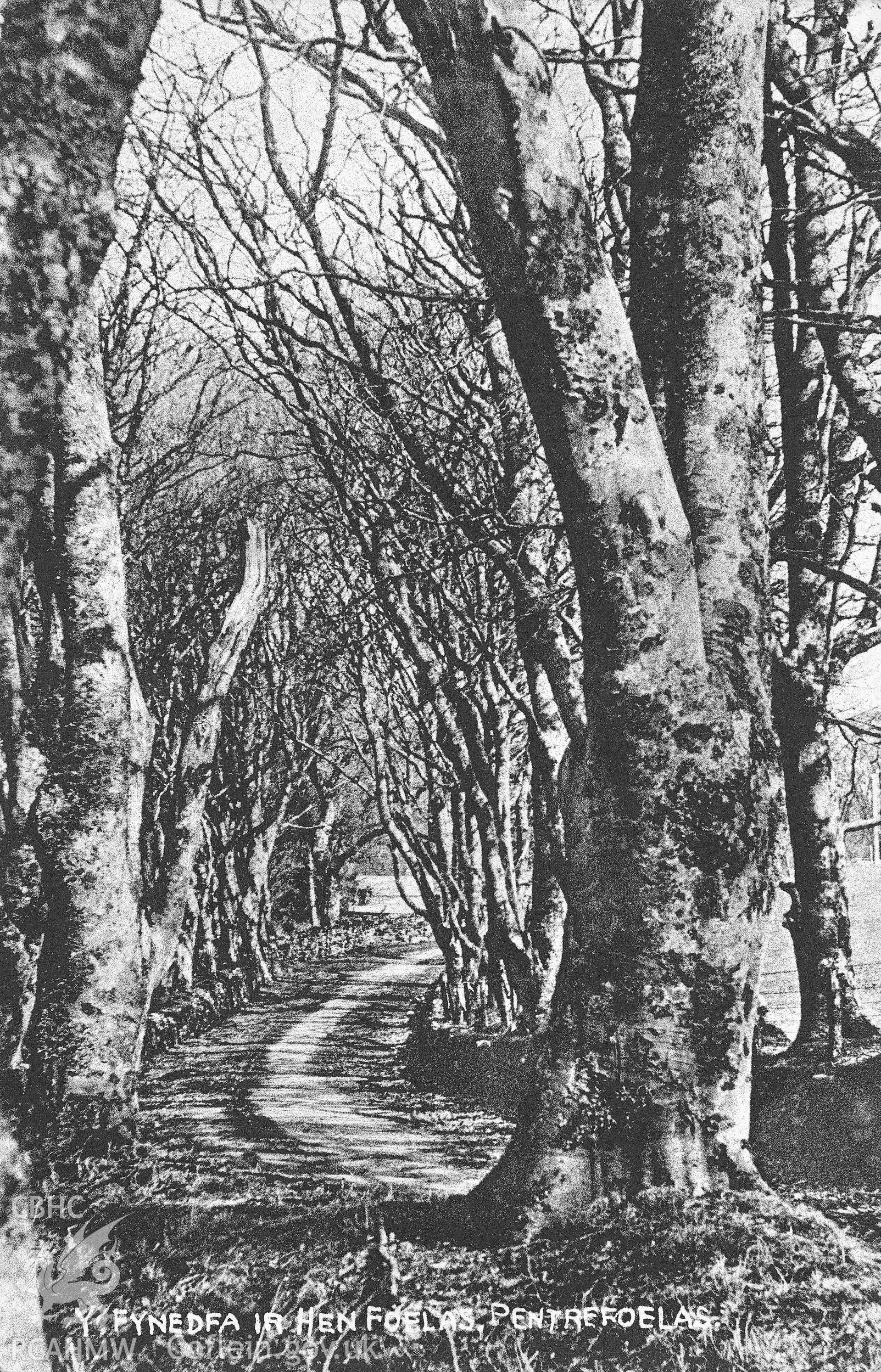 Postcard view of the old avenue at Voelas.