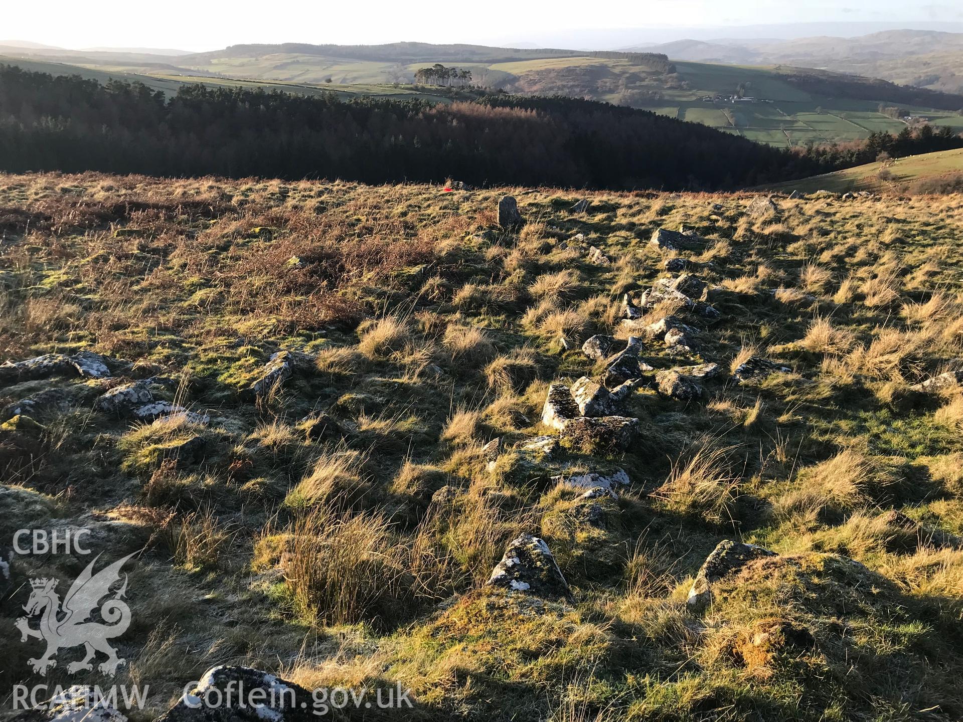 Detailed view of the an overgrown wall belonging to Ffridd Camen long hut, Llandrillo. Colour photograph taken by Paul R. Davis on 2nd January 2019.