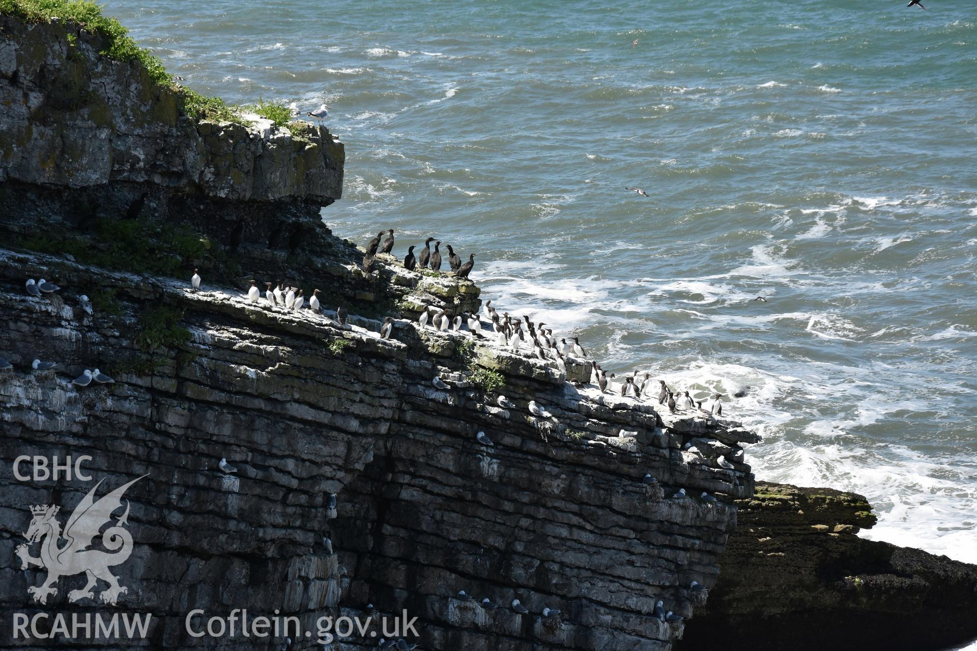 Investigator's photographic survey of Puffin Island or Ynys Seiriol for the CHERISH Project. ? Crown: CHERISH PROJECT 2018. Produced with EU funds through the Ireland Wales Co-operation Programme 2014-2020. All material made freely available through the Open Government Licence.