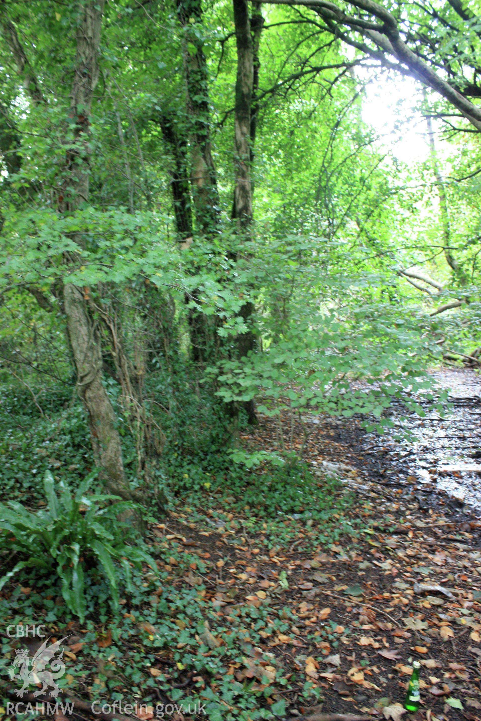 Colour digital image showing stone wall around western side of moat - defined by line of trees. At Morganstown Motte, Radyr. From a Cambrian Archaeological Projects assessment survey by Dr Amelia Pannett (CAP Report 592)