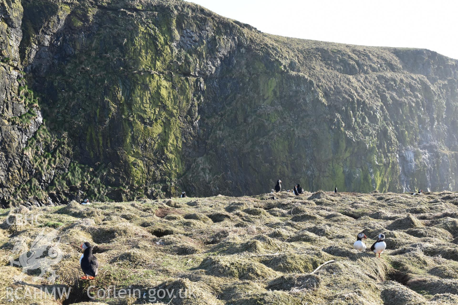 Investigator's photography of nesting Puffins at The Wick, Skomer Island, taken in April 2018.