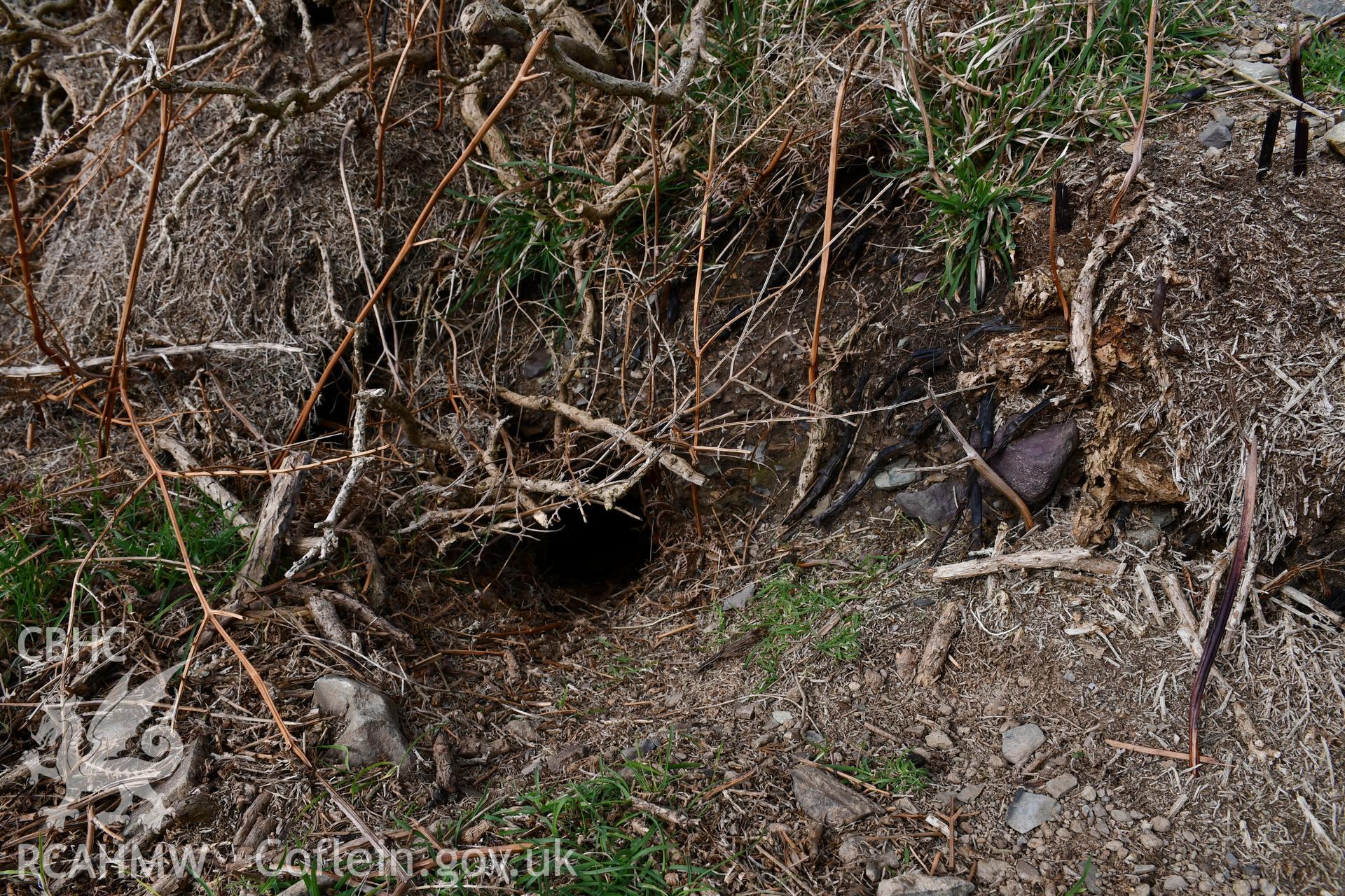 Animal activity through ramparts Taken by Hannah Genders Boyd. Produced with EU funds through the Ireland Wales Co-operation Programme 2014-2023. All material made freely available through the Open Government Licence.