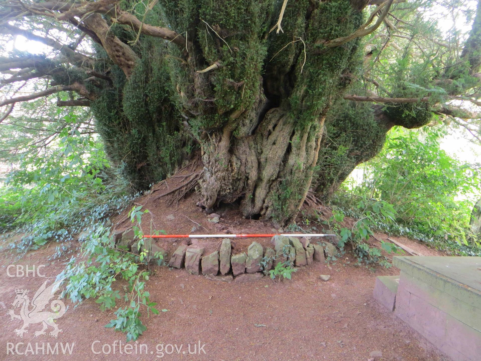 Digital colour photograph showing the churchyard yew tree at St Cynog's church, Defynnog - yew tree trunk looking south-east, 2m scale. Taken in September, 2022.