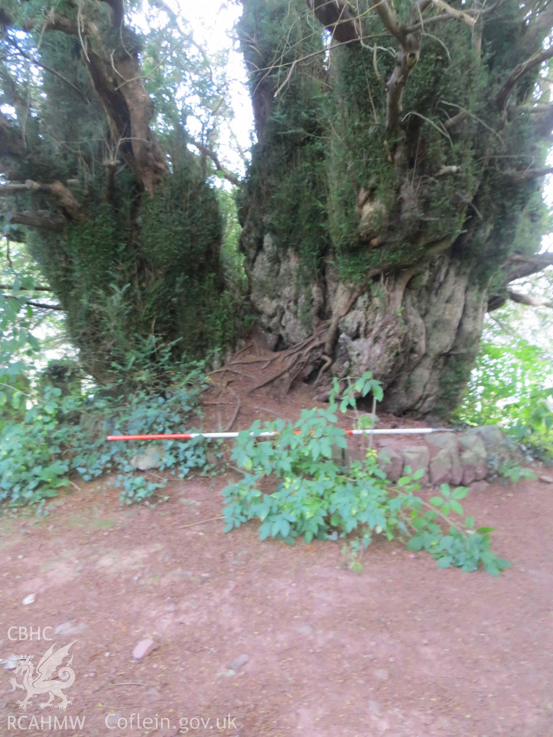 Digital colour photograph showing the churchyard yew tree at St Cynog's church, Defynnog - yew tree looking east, 2m scale. Taken in September, 2022.