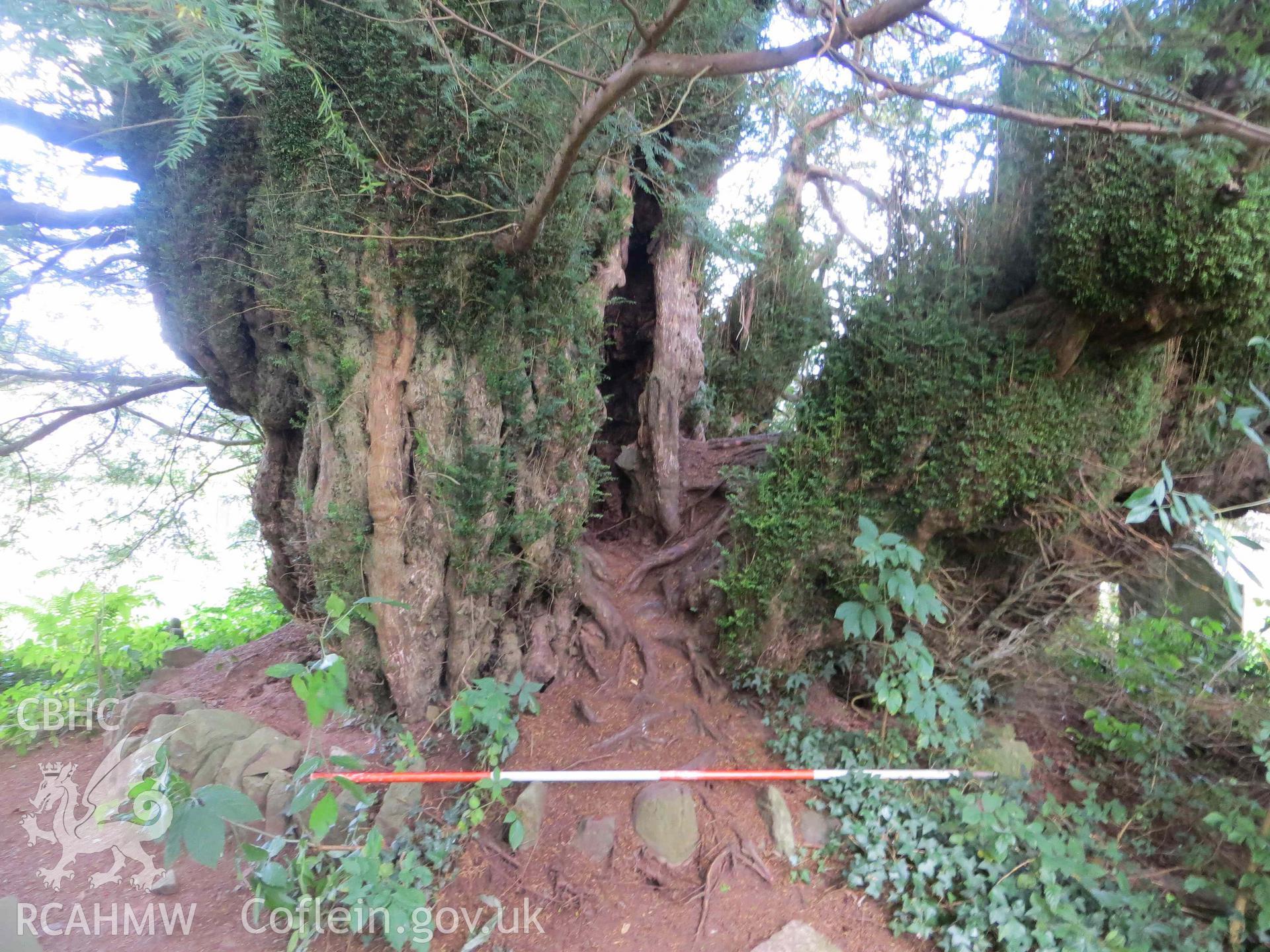 Digital colour photograph showing the churchyard yew tree at St Cynog's church, Defynnog - yew tree looking north-west, 2m scale. Taken in September, 2022.