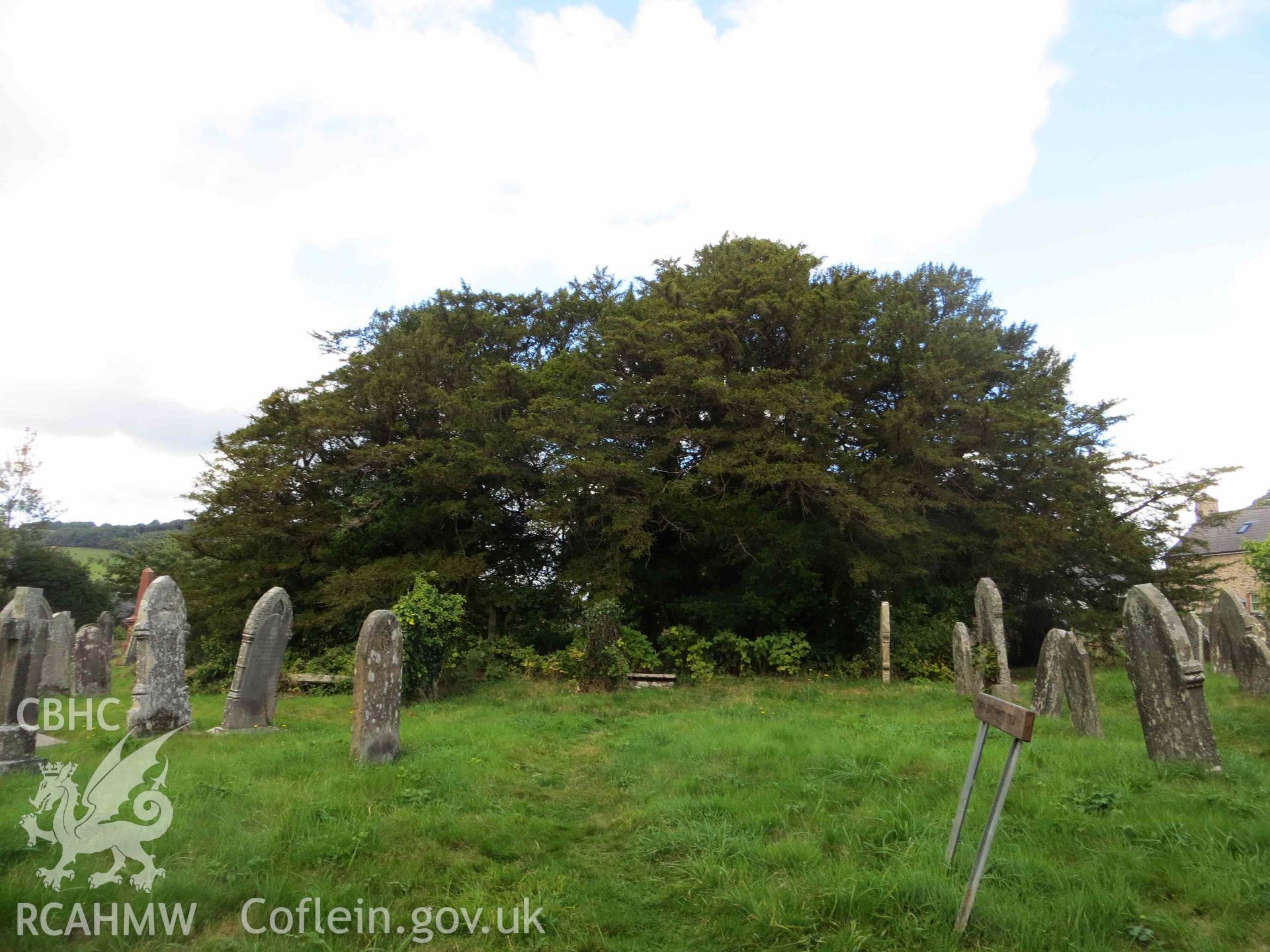 Digital colour photograph showing the churchyard yew tree at St Cynog's church, Defynnog - Yew canopy seen from the church, looking north; canopy of smaller neighbour, on left, merging with larger one. Taken in September, 2022.