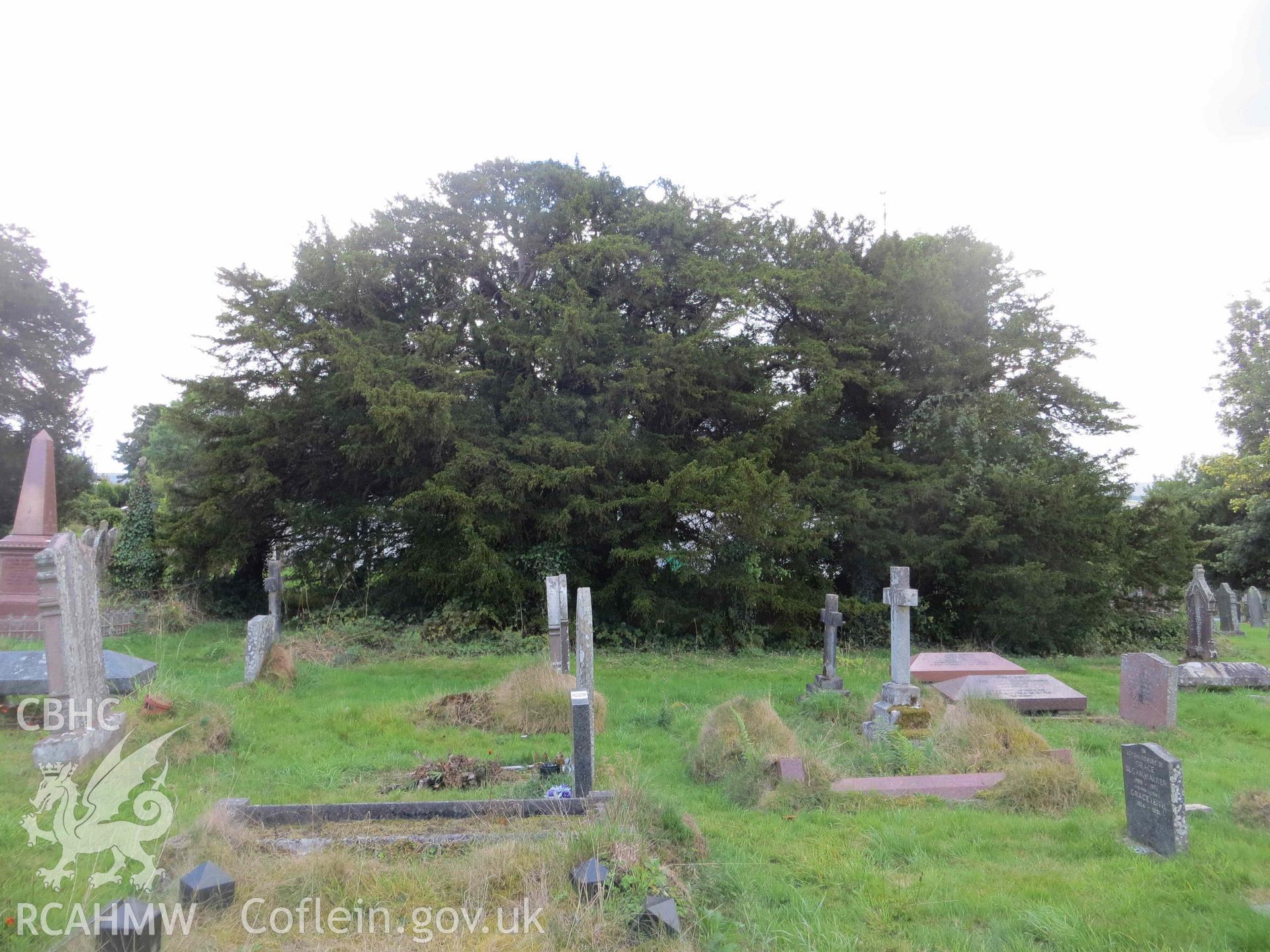 Digital colour photograph showing the churchyard yew tree at St Cynog's church, Defynnog - Yew canopy seen from the church, looking north; canopy of smaller neighbour, on left, merging with larger one. Taken in September, 2022.