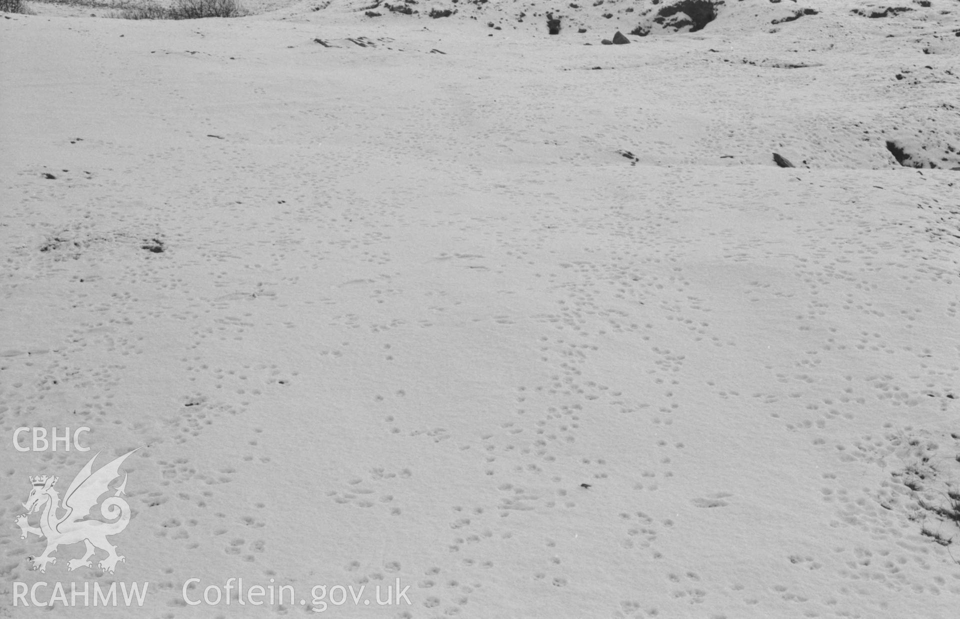 Digital copy of a black and white negative showing rabbit tracks in the snow on a waste tip used as a warren, near the lower end of Mynydd-Gorddu mine. Photographed by Arthur Chater on 29 December 1968. Grid Reference SN 6674 8597.