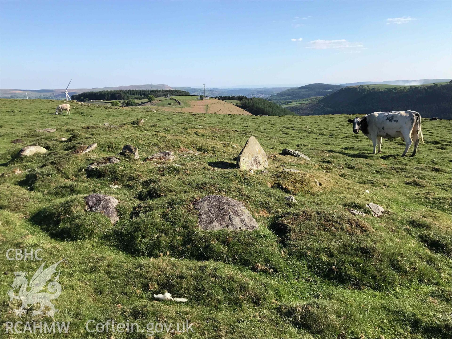 Digital photograph showing detailed view of cairn (with cow and sheep) at Cefn Merthyr cairn cemetery, produced by Paul Davis in 2020