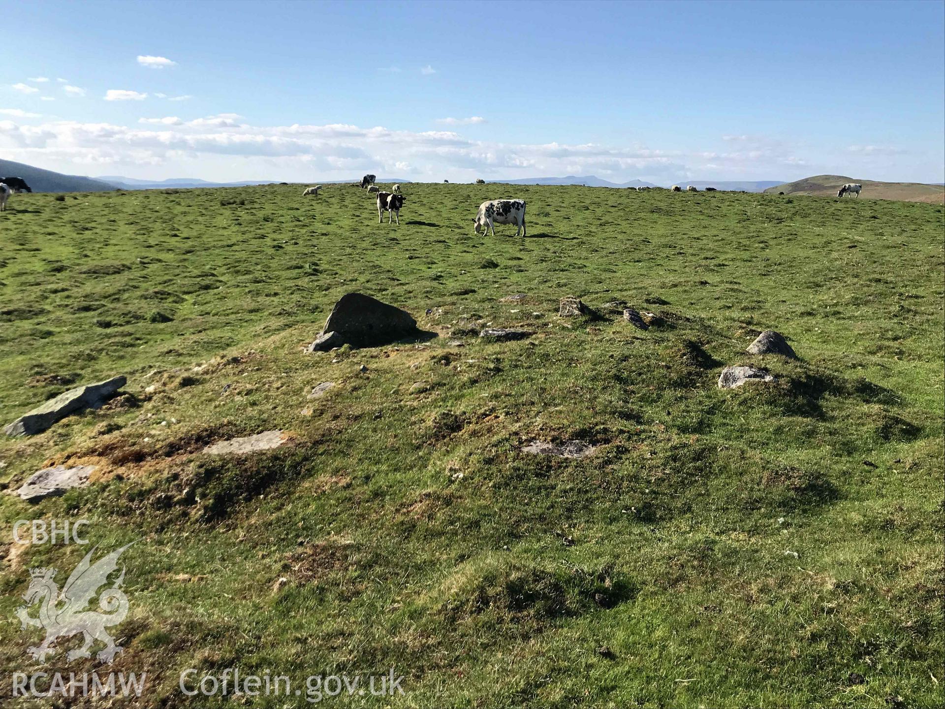 Digital photograph of cairn (with cows) at Cefn Merthyr cairn cemetery, produced by Paul Davis in 2020