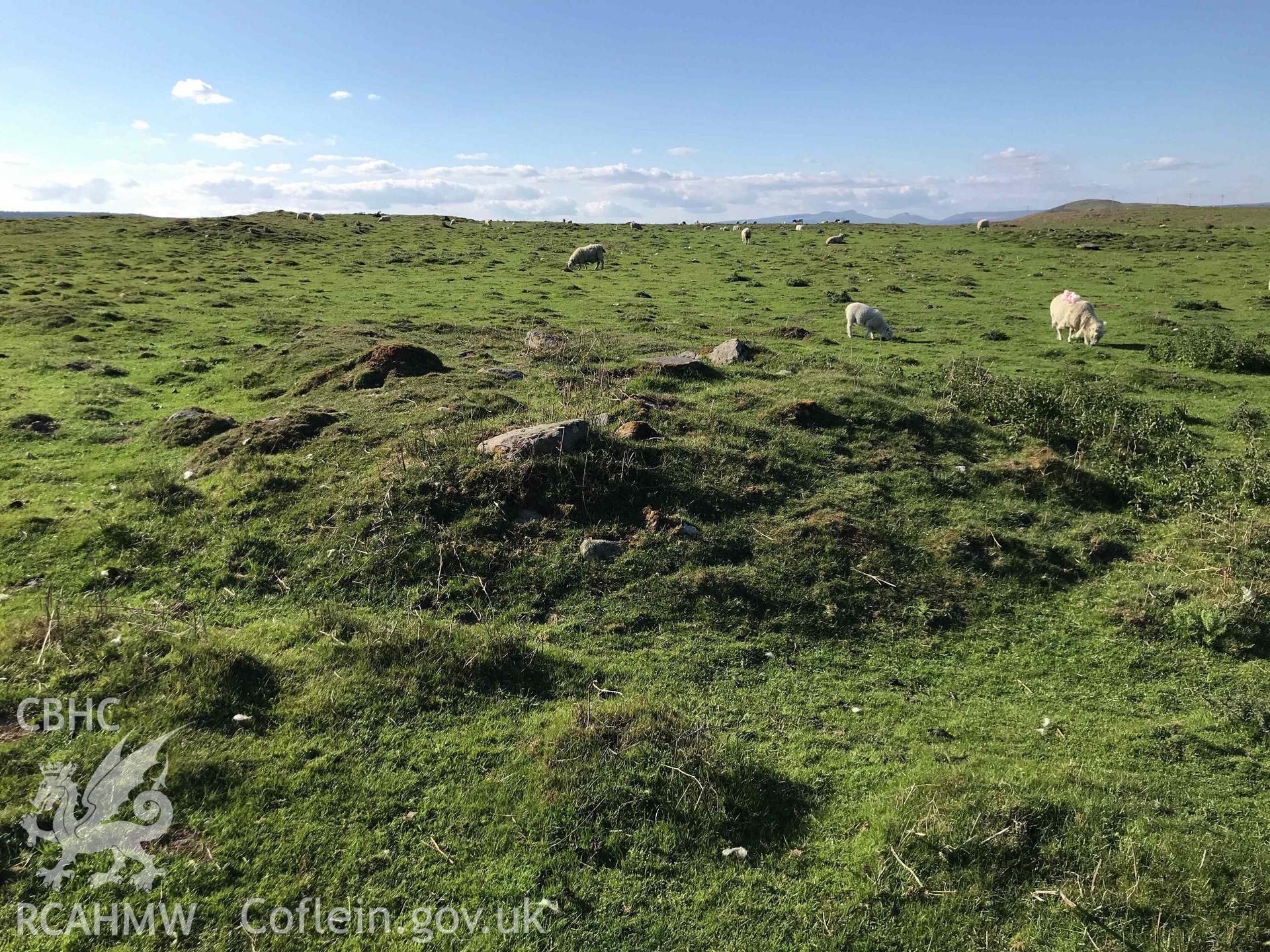 Digital photograph showing detailed view of cairn (with sheep) at Cefn Merthyr cairn cemetery, produced by Paul Davis in 2020