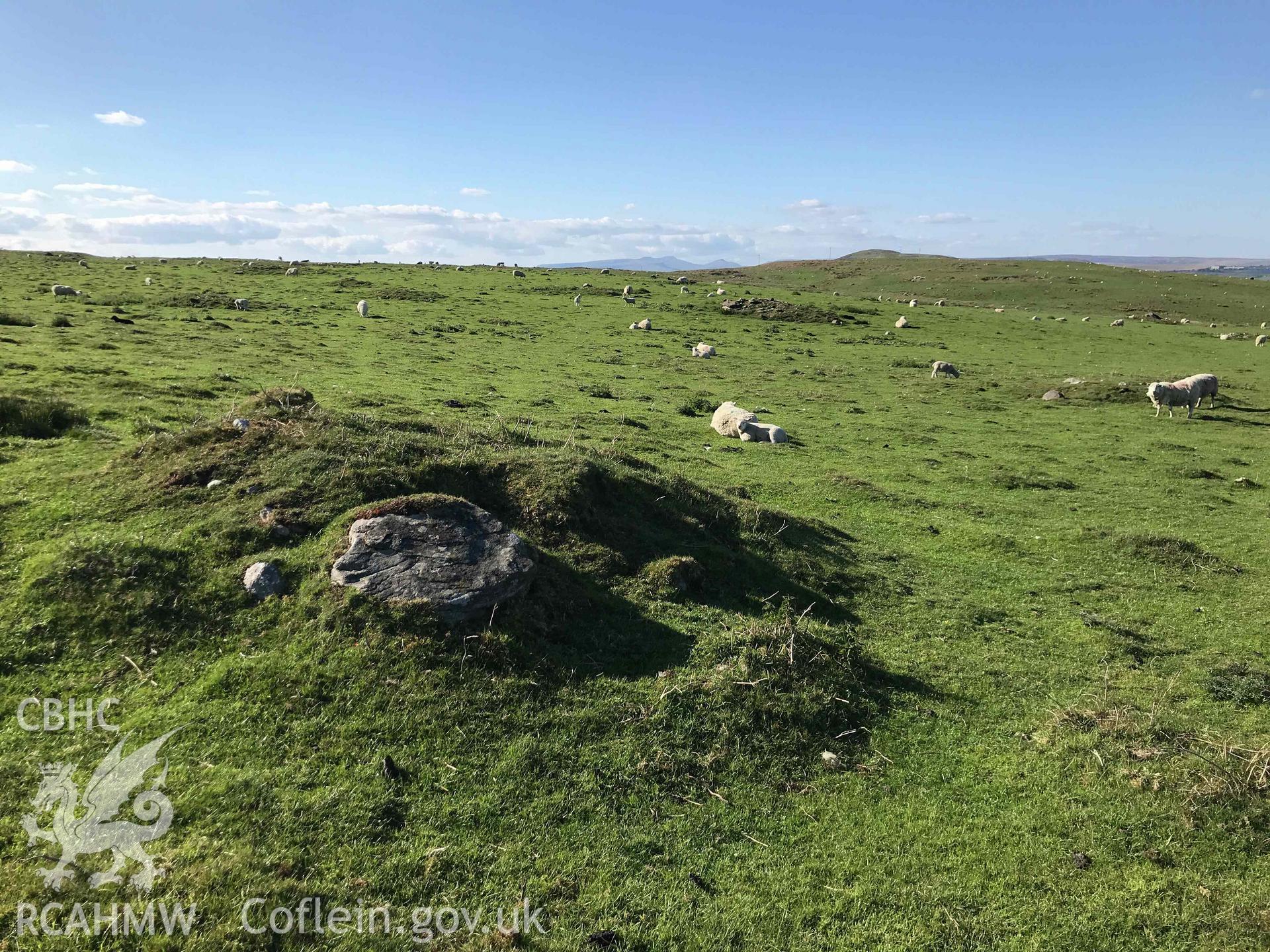 Digital photograph showing general view of cairn (with sheep) at Cefn Merthyr cairn cemetery, produced by Paul Davis in 2020