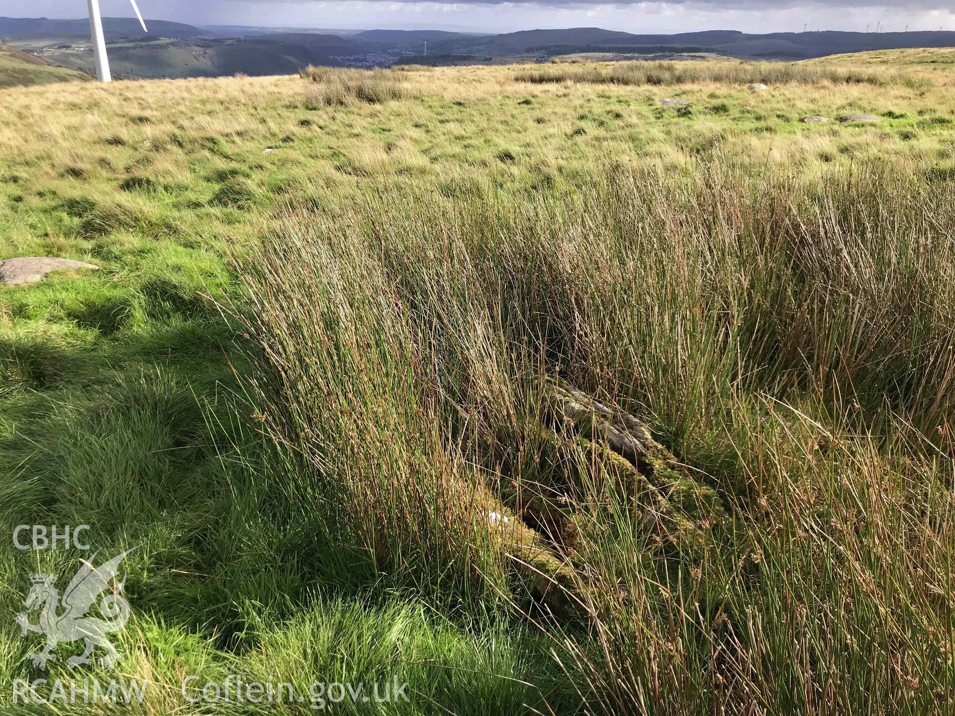 Digital photograph showing detailed view of reeds and stones nearby Tarren Maerdy cairn, produced by Paul Davis in 2020