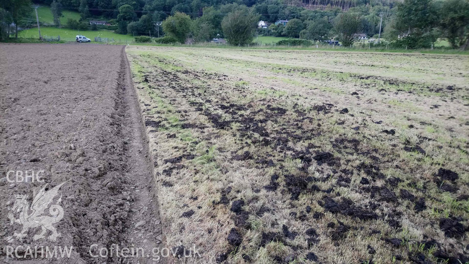 Dollwen barrow cemetery, fieldwalking, looking north-east across site of barrows. Photographed by Toby Driver on 2 August 2020 during Geophysical Survey of Pen y Wal, Dollwen Barrow, Goginan. Commissioned by the RCAHMW and produced by Sumo Survey, 2021.