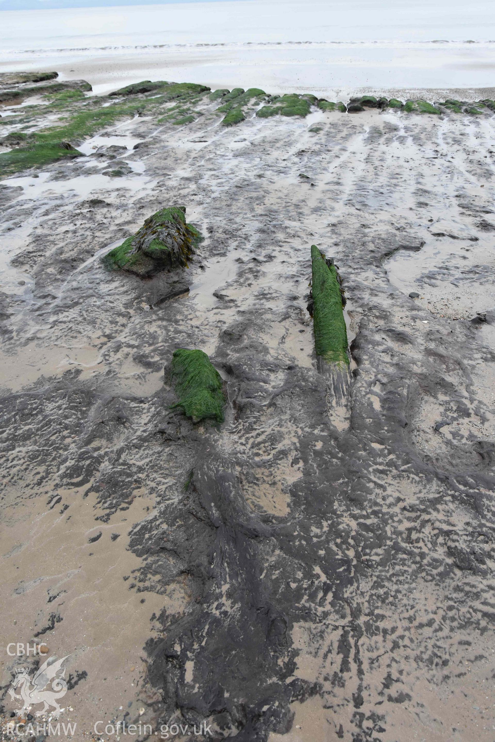 Tree trunks and branches in peat exposure. View looking east. Part of a photographic survey of the Submerged Forest, Peat Exposures and Footprints on The Warren Beach, Abersoch, conducted by Louise Barker on 21 January 2019. Produced with EU funds through the Ireland Wales Co-operation Programme 2014-2023. All material made freely available through the Open Government Licence.