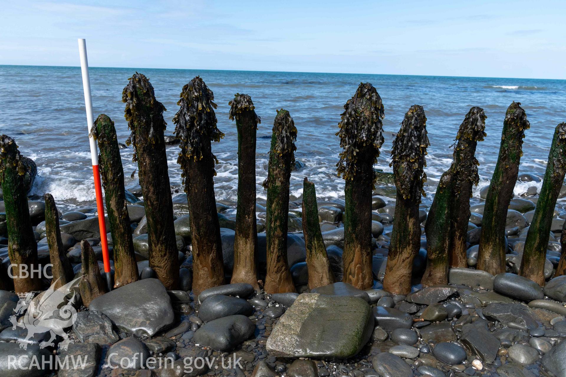 Jetty, Aberstrincell (SN5219768701), detail of timber uprights (with scale). Part of photographic survey of Aberstrincell lime kilns and coal yard, conducted by Louise Barker of the RCAHMW survey team on 21 March 2024.