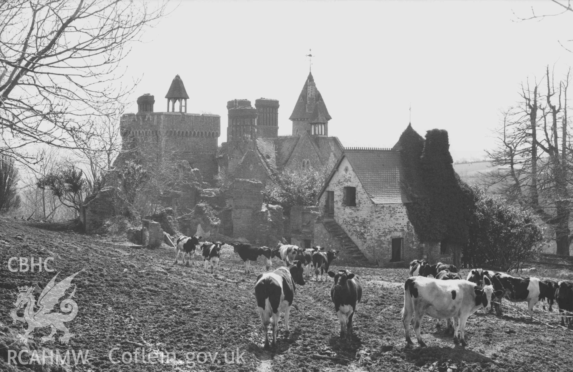 Digital copy of a black and white negative showing Bronwydd ruins, with cows in foreground. Photographed by Arthur Chater on 5 April 1969. Looking south south west from Grid Reference SN 3534 4332.