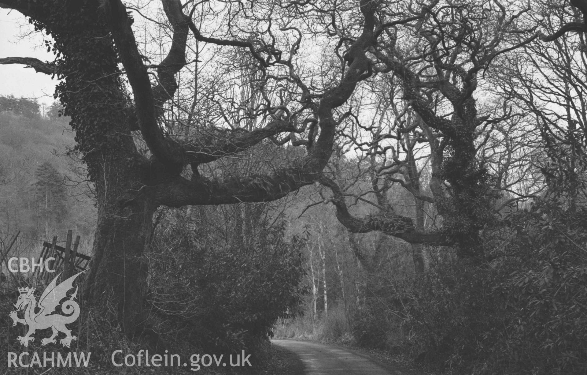 Digital copy of a black and white negative showing view along the road towards the Lodge, Nanteos. Oak with Polypodium overhanging the road. Photographed by Arthur Chater on 11 April 1969. Looking east from Grid Reference SN 6110 7863.