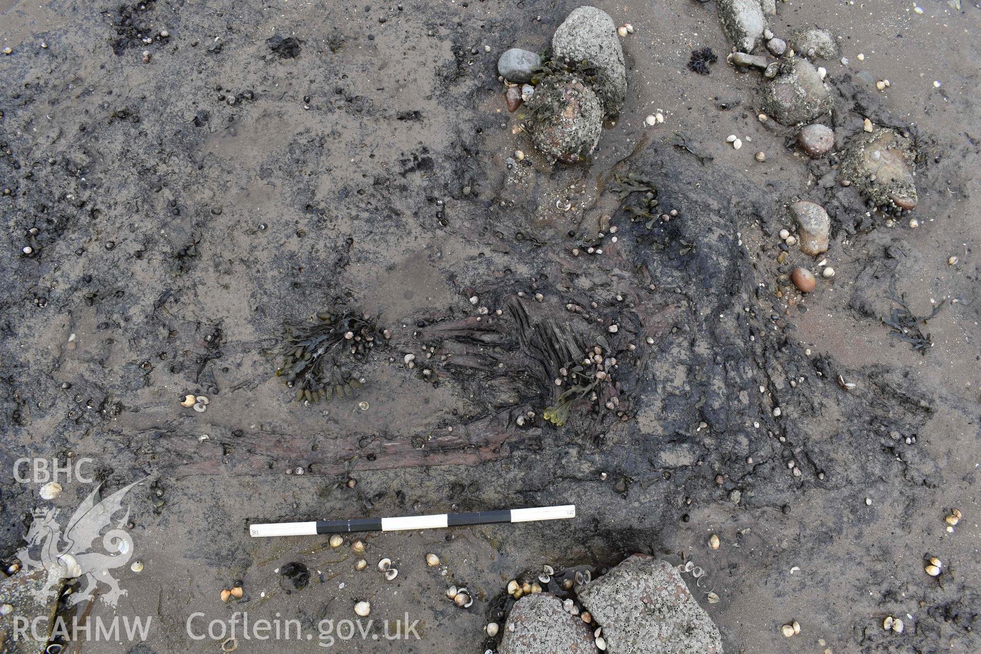 Submerged Forest, Mumbles. Exposed tree stump, on 08/05/2024.