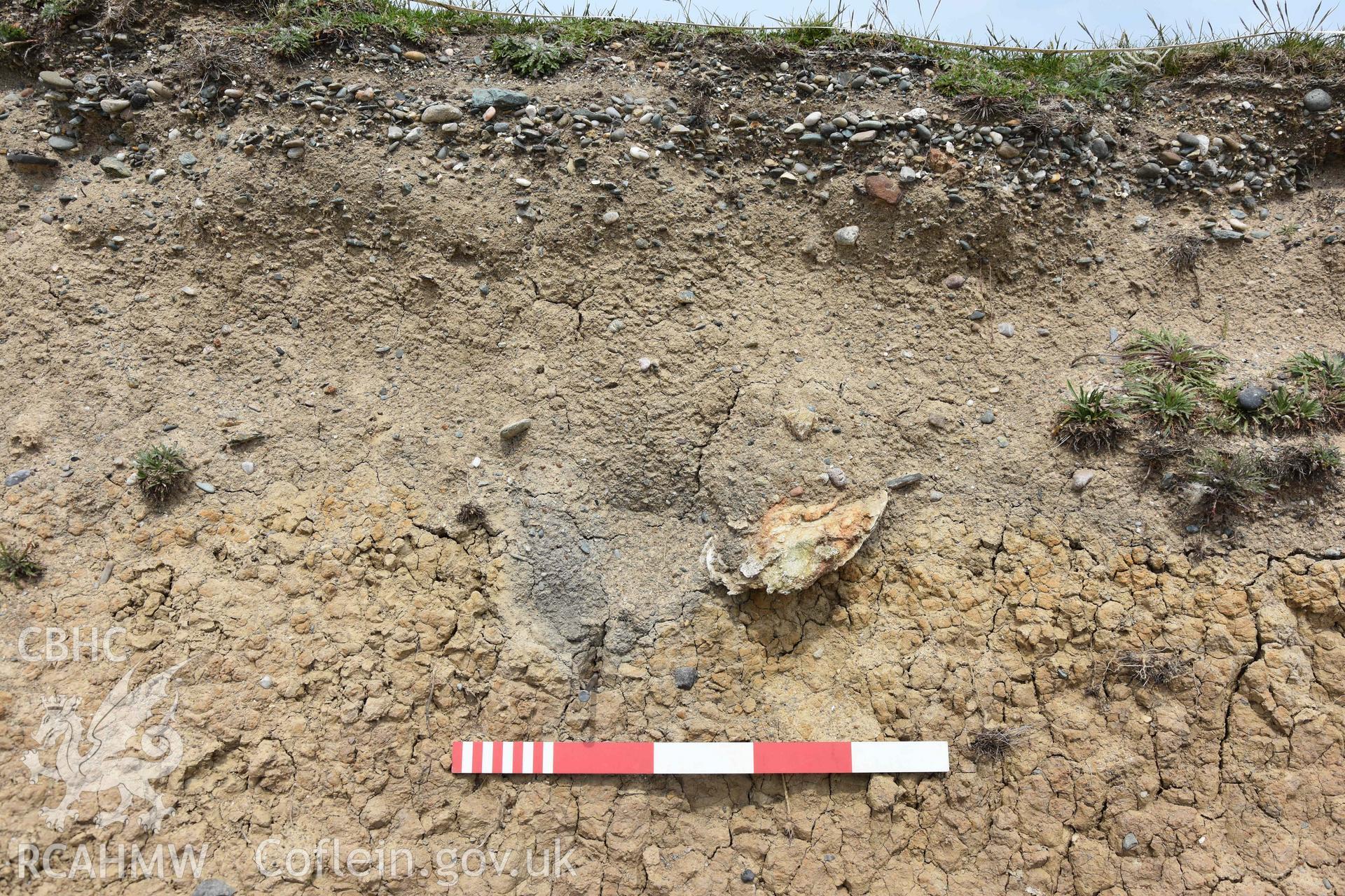 Archaeological feature initally recorded as Cremation 2018/1 in the Henllwyn eroding section